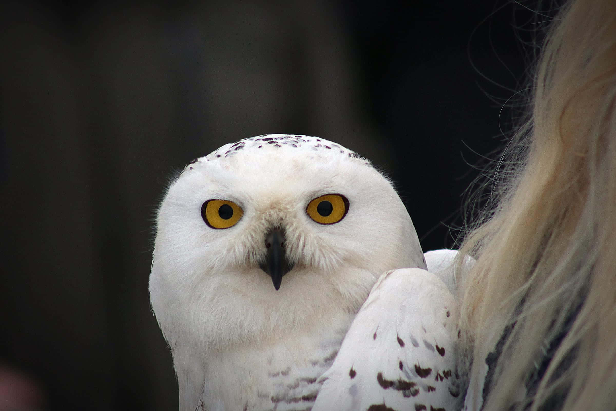 Snowy Owl 桌布 壁紙 — 一隻雪鴞擁有銳利的黃色眼睛，棲息在一個人金髮旁邊的特寫。
