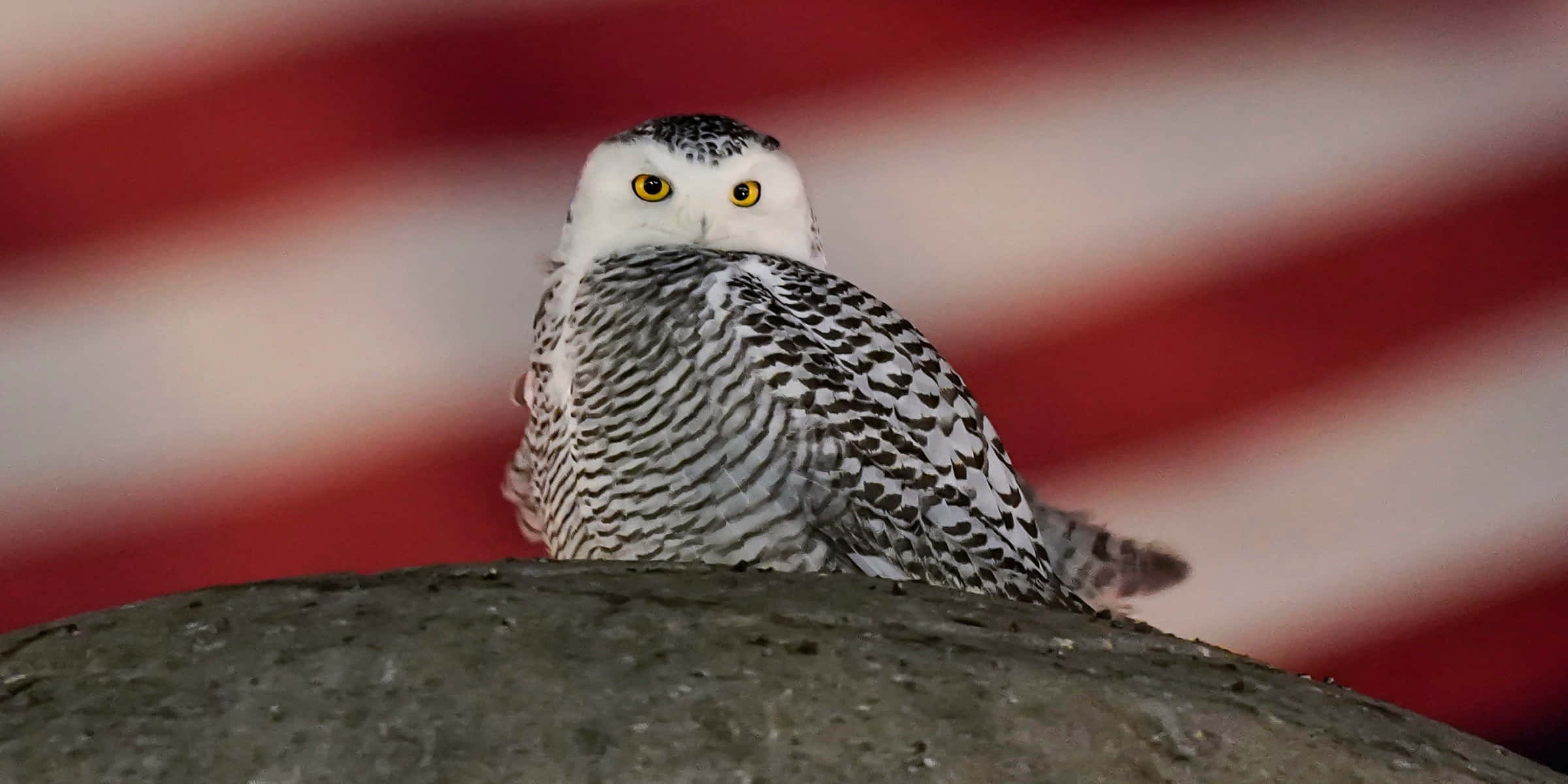Snowy Owl 桌布 壁紙 — 一隻雪鴞有著明亮的黃色眼睛，警覺地棲息在岩石上，背景是模糊的紅白條紋。
