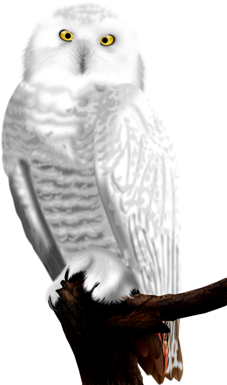 Owl Free 桌布 壁紙 — 一隻雪鴞有著明亮的黃色眼睛，警覺地棲息在黑色背景下的深色樹枝上。