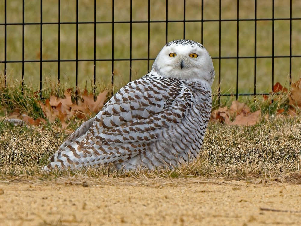 Snowy Owl 桌布 壁紙 — 一隻雪鴞有著明亮的黃色眼睛，警覺地坐在乾草上，靠近被落葉包圍的黑色圍欄。