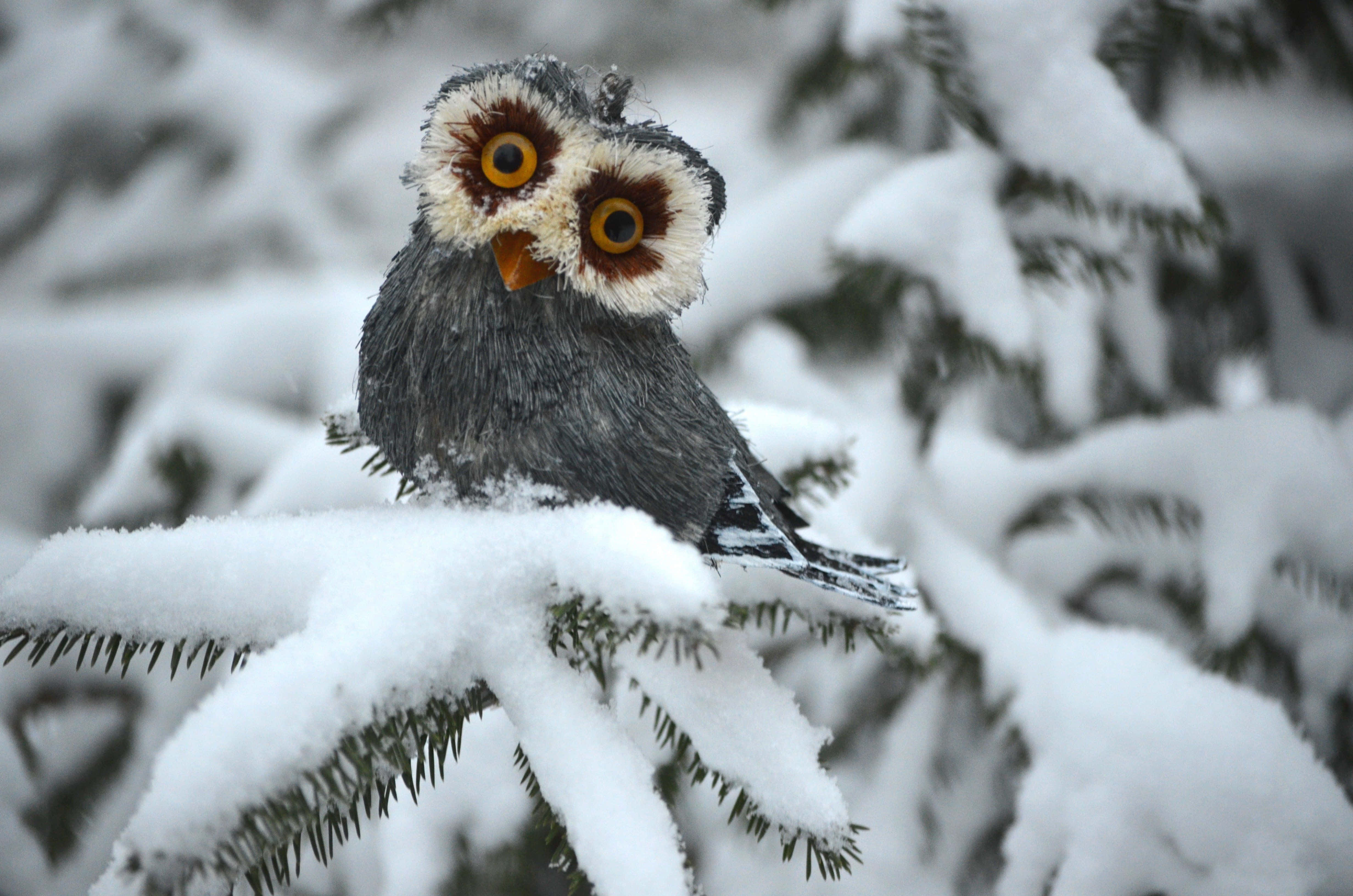 Winter Animal 桌布 壁紙 — 一隻雪鴞棲息在冬季森林中積雪的松樹枝上，明亮的黃色眼睛凝視著。