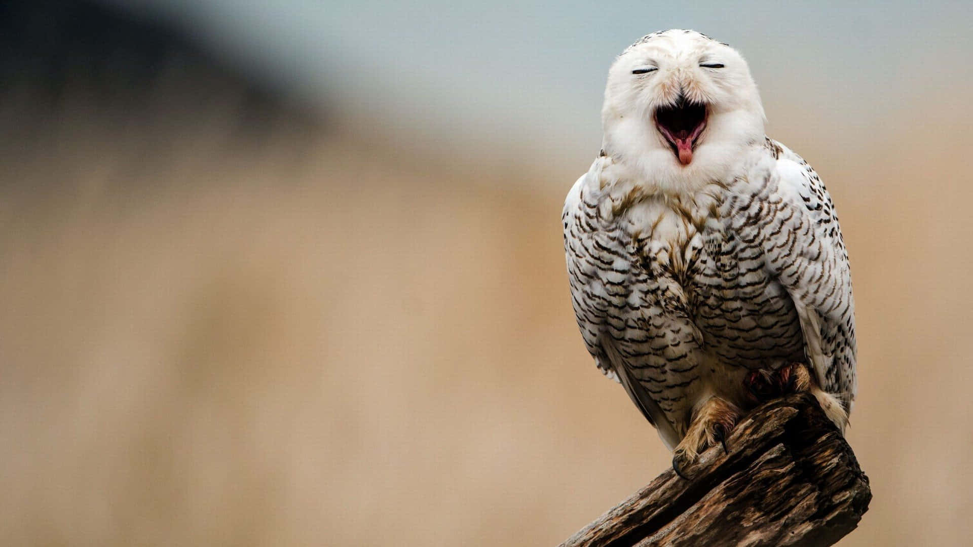 Snowy Owl 桌布 壁紙 — 一隻雪鴞棲息在風化的樹枝上，張大嘴巴打呵欠，露出粉紅色的舌頭，背景柔和模糊。