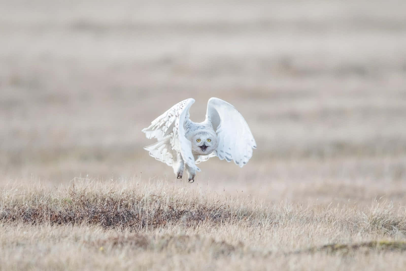 Snowy Owl 桌布 壁紙 — 一隻雪鴞正在飛行，翅膀張開，低飛過一片乾草田野。