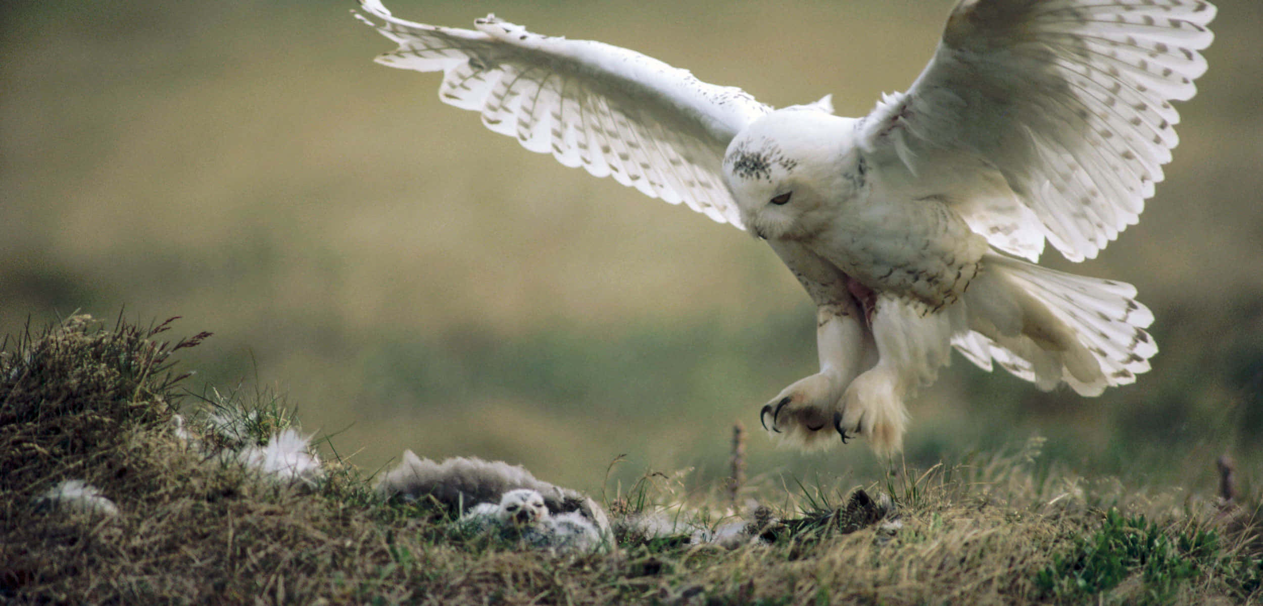 Snowy Owl 桌布 壁紙 — 一隻雪鴞正在飛行，翅膀張開，盤旋在草地山坡上牠那充滿絨毛雛鳥的巢穴上方。