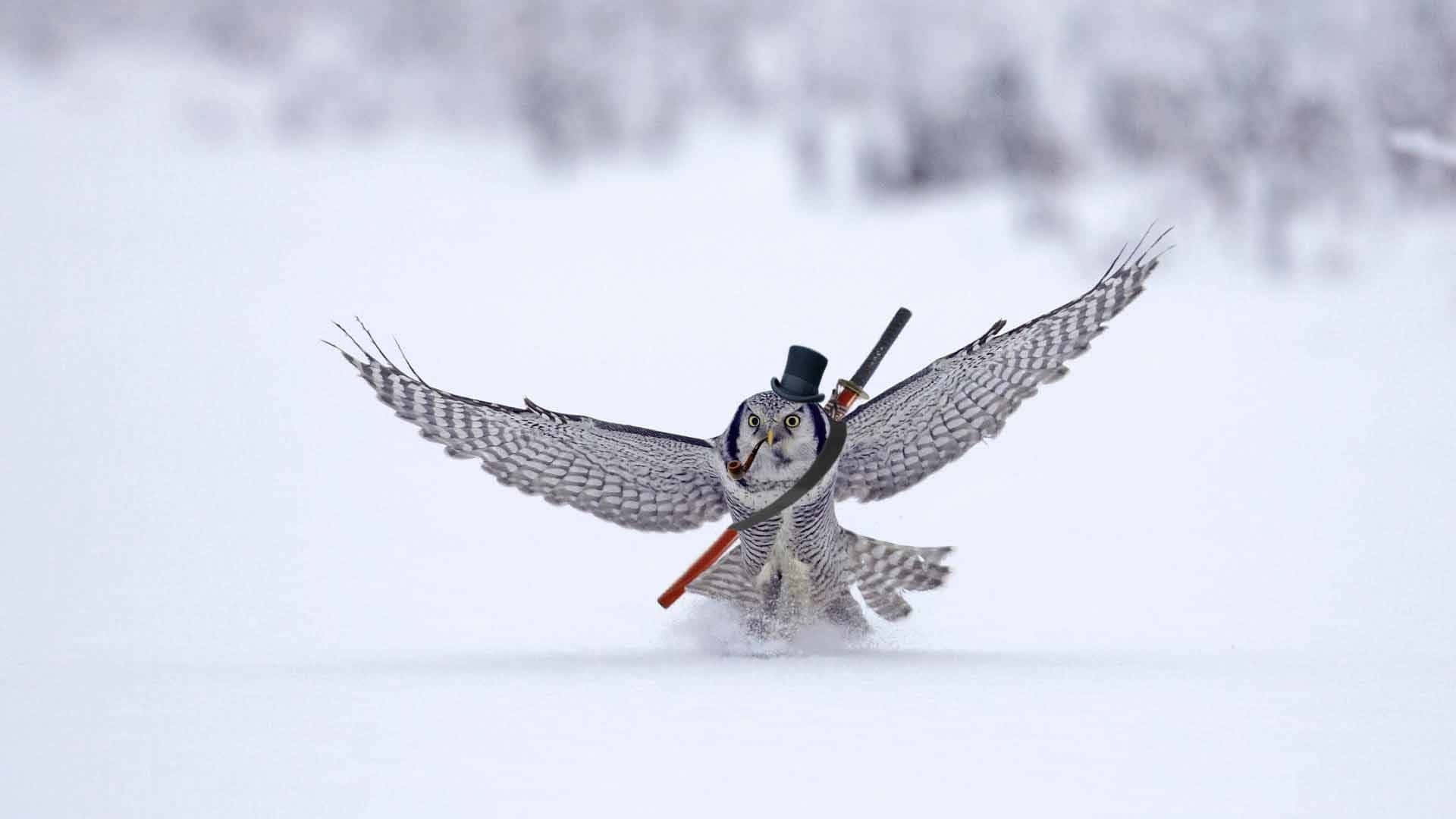 貓頭鷹 桌布 壁紙 — 一隻雪鴞正在飛行中，戴著高頂帽並攜帶步槍，翱翔於雪覆蓋的景觀之上。