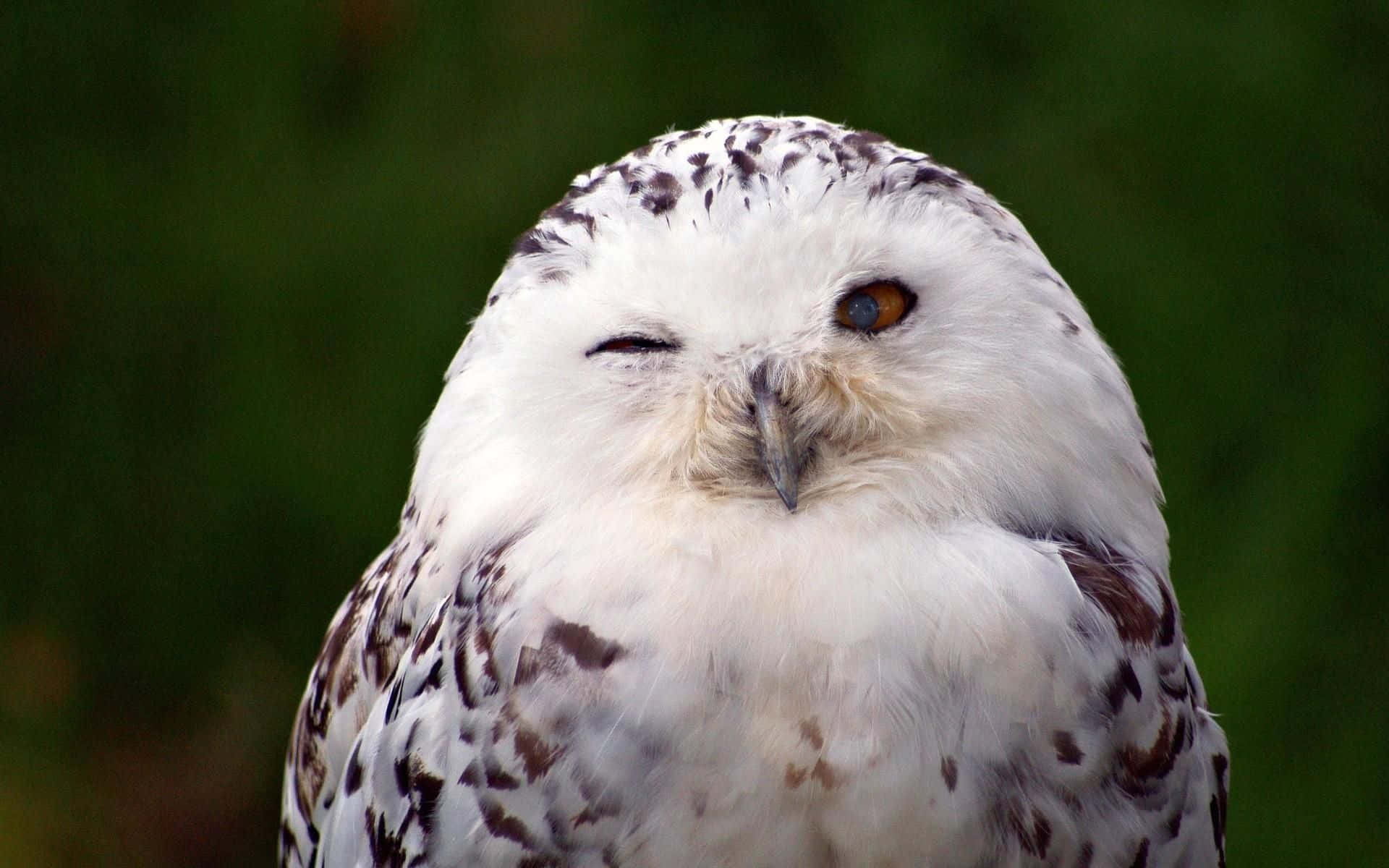 Snowy Owl 桌布 壁紙 — 一隻雪鴞的特寫，一隻眼睛閉著，另一隻眼睛睜開，背景是模糊的綠色。