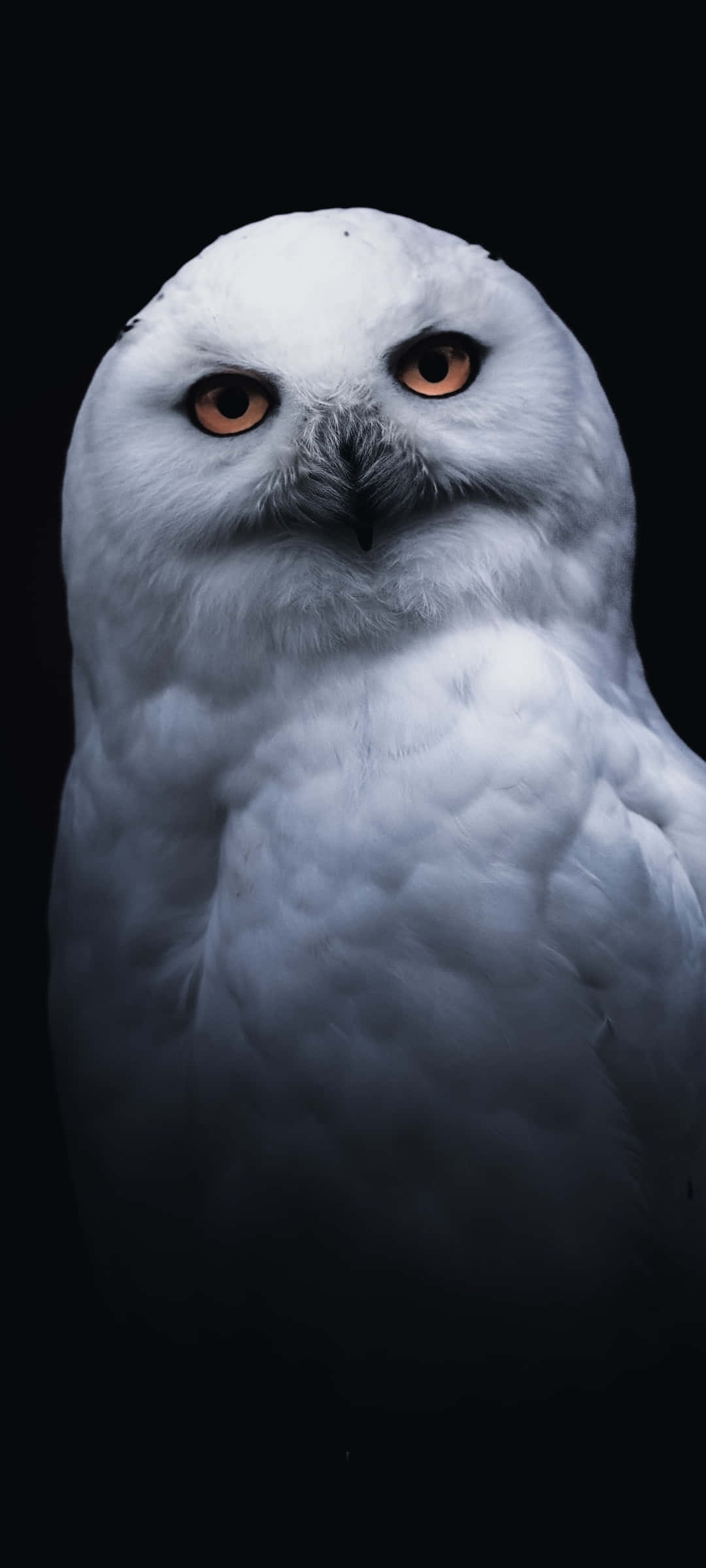 Owl Phone 桌布 壁紙 — 一隻雪鴞的特寫，擁有銳利的橙色眼睛，在純黑色背景下強烈凝視。