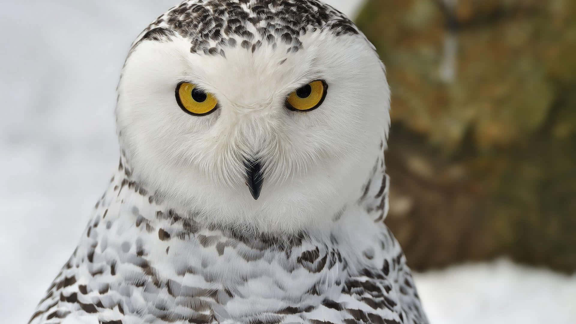 Snowy Owl 桌布 壁紙 — 一隻雪鴞的特寫，擁有銳利的黃色眼睛和白色斑點羽毛，在雪地背景下強烈凝視。