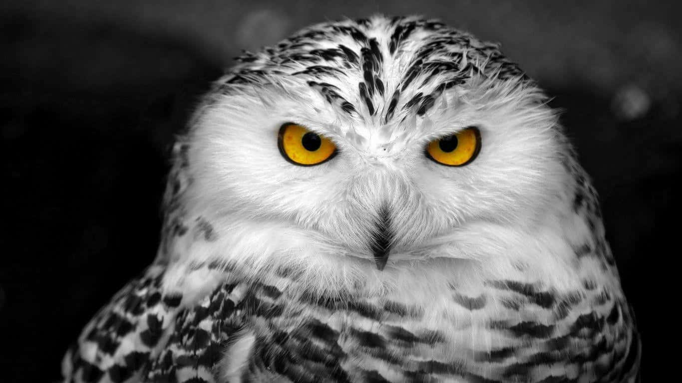 Snowy Owl 桌布 壁紙 — 一隻雪鴞的特寫，擁有銳利的黃色眼睛和白色羽毛，背景為深色。