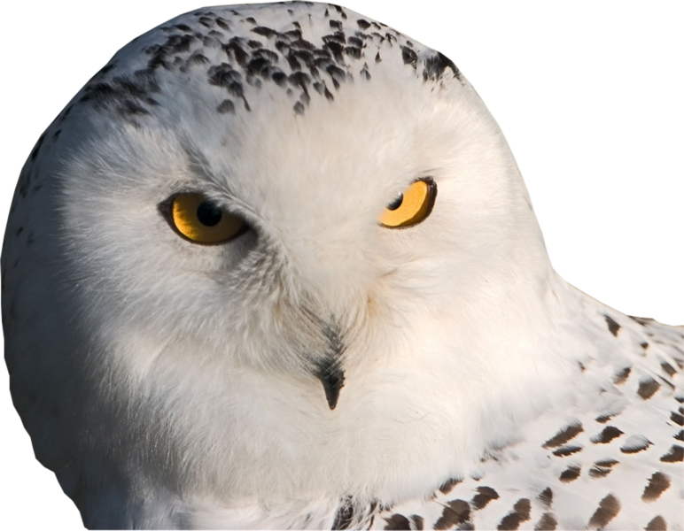 Snowy Owl 桌布 壁紙 — 一隻雪鴞的特寫，擁有銳利的黃色眼睛和帶有黑色斑點的白色羽毛，背景為黑色。