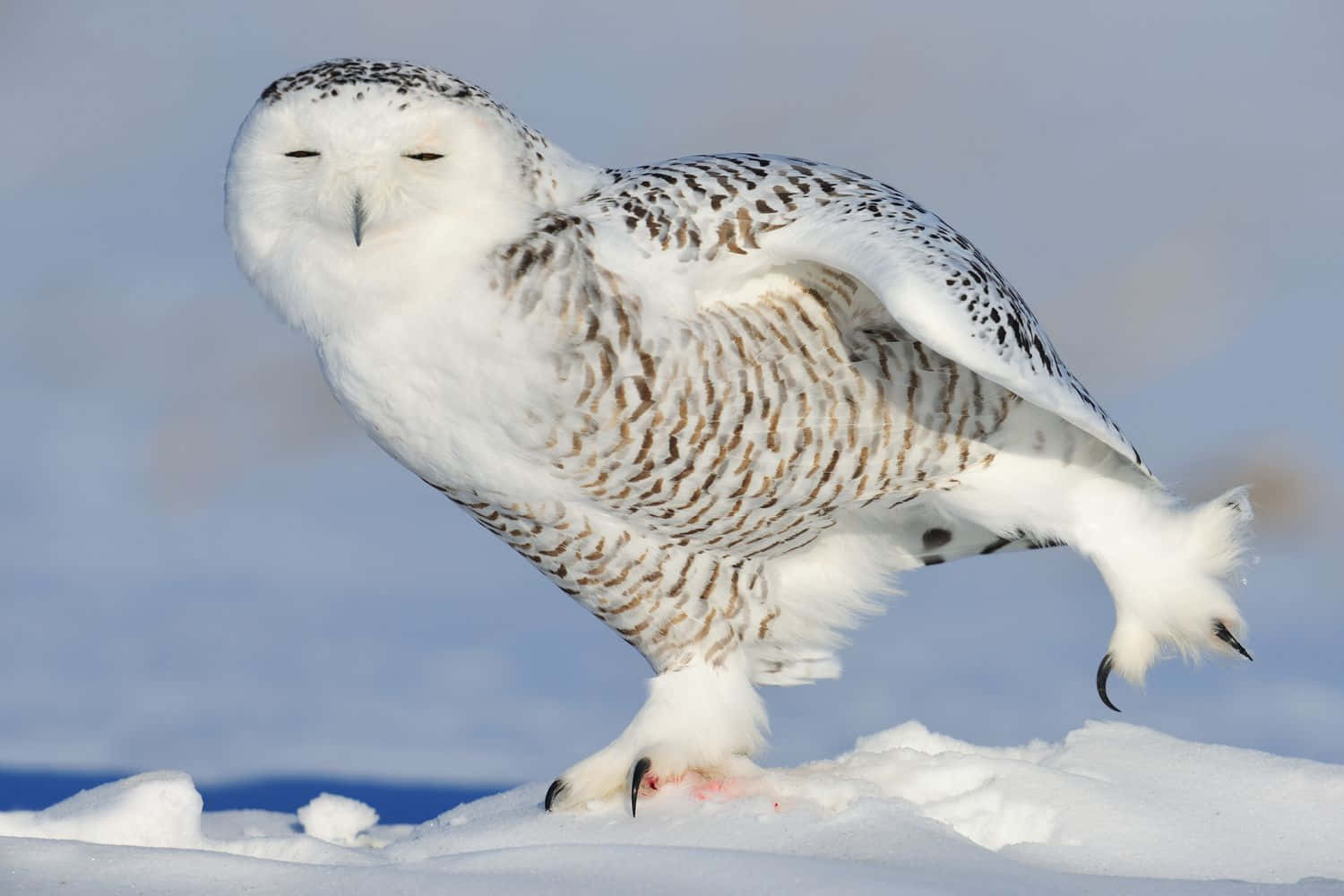 Snowy Owl 桌布 壁紙 — 一隻雪鴞站在雪地上，翅膀微微張開，映襯著淡藍色的天空。