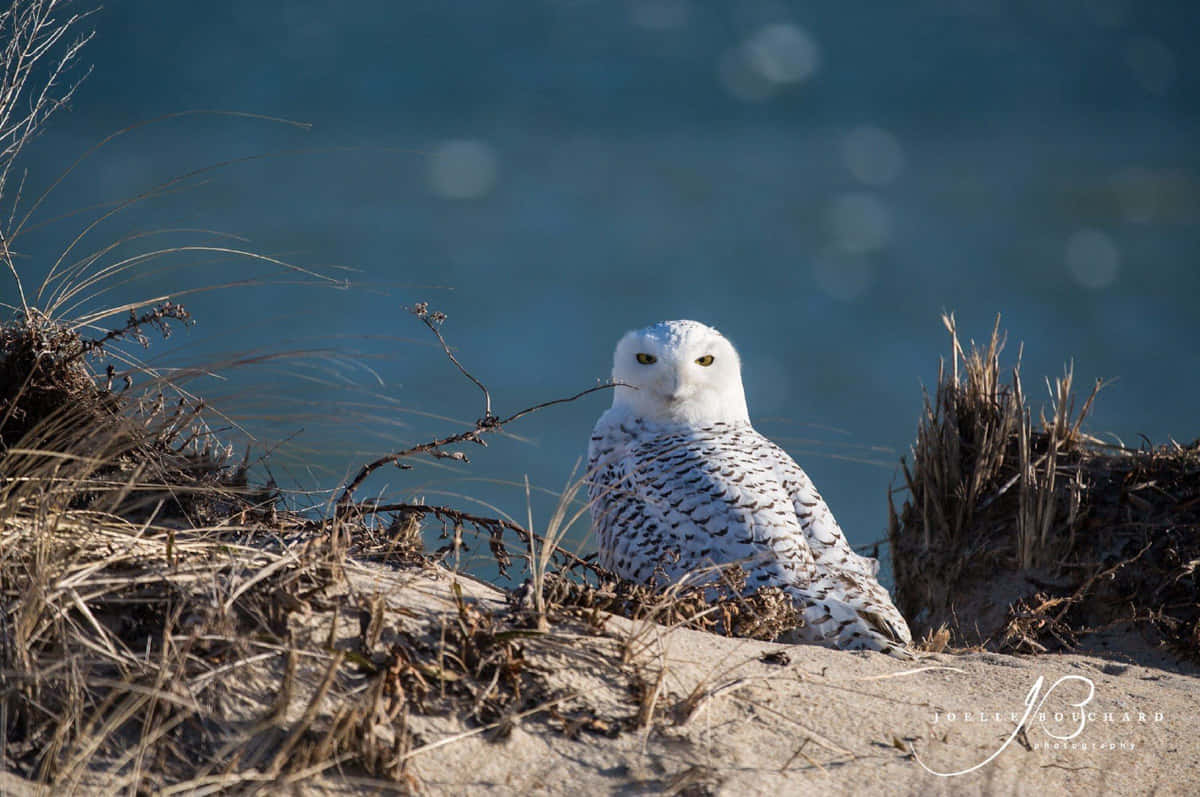Snowy Owl 桌布 壁紙 — 一隻雪鴞警覺地棲息在沙丘上，周圍有乾草，背景是模糊的藍色水面。