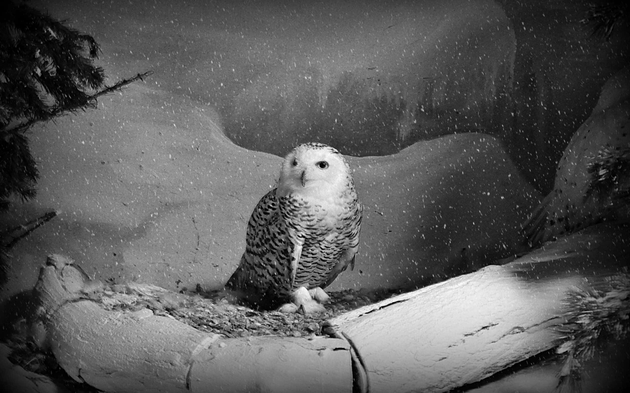Snowy Owl 桌布 壁紙 — 一隻雪鴞警覺地棲息在灑滿雪的圓木上，雪花在單色冬季森林場景中飄落。