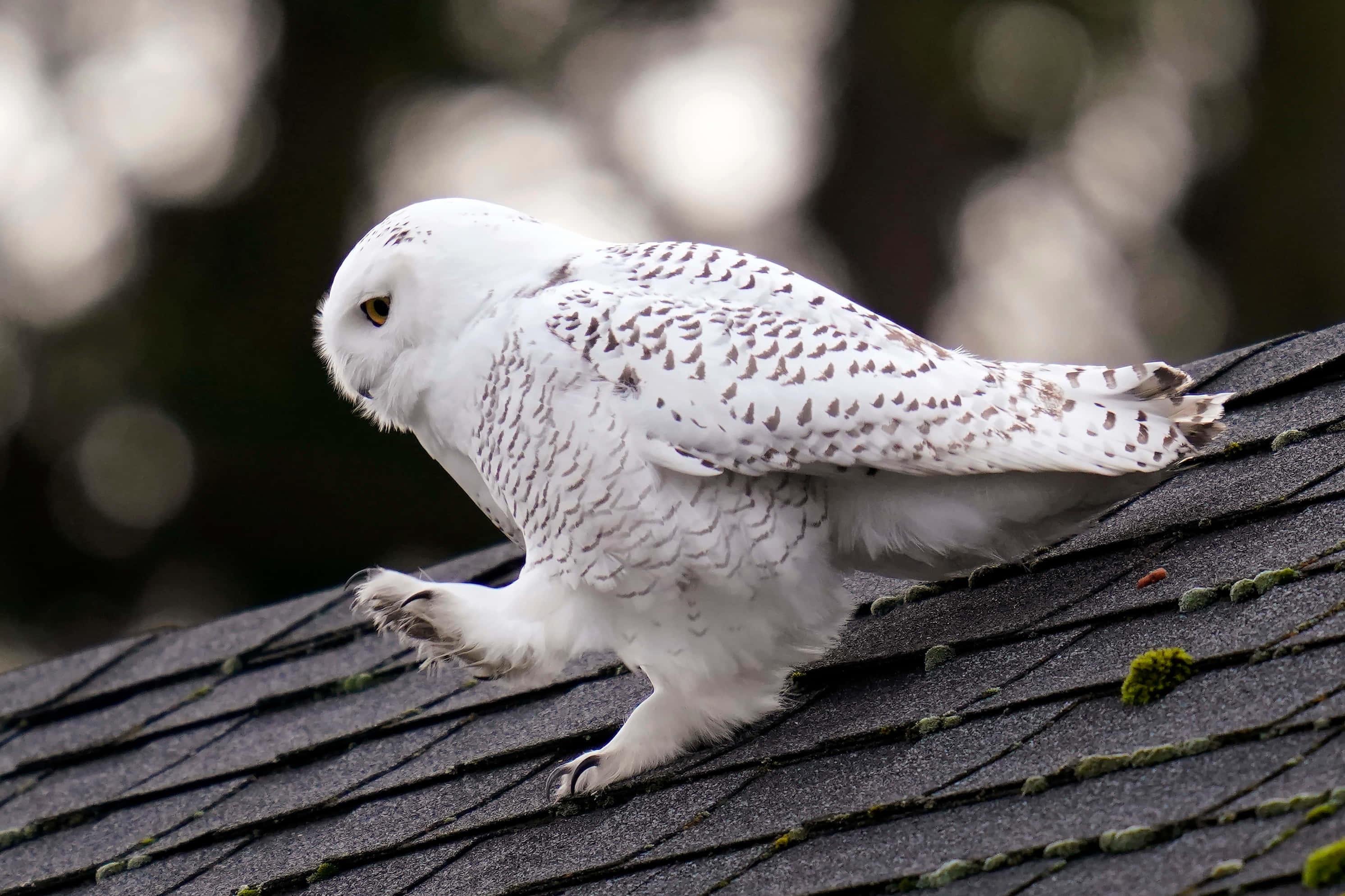 Snowy Owl 桌布 壁紙 — 一隻雪鴞警覺地棲息在長滿苔蘚的深色屋頂上，背景是柔和散景。