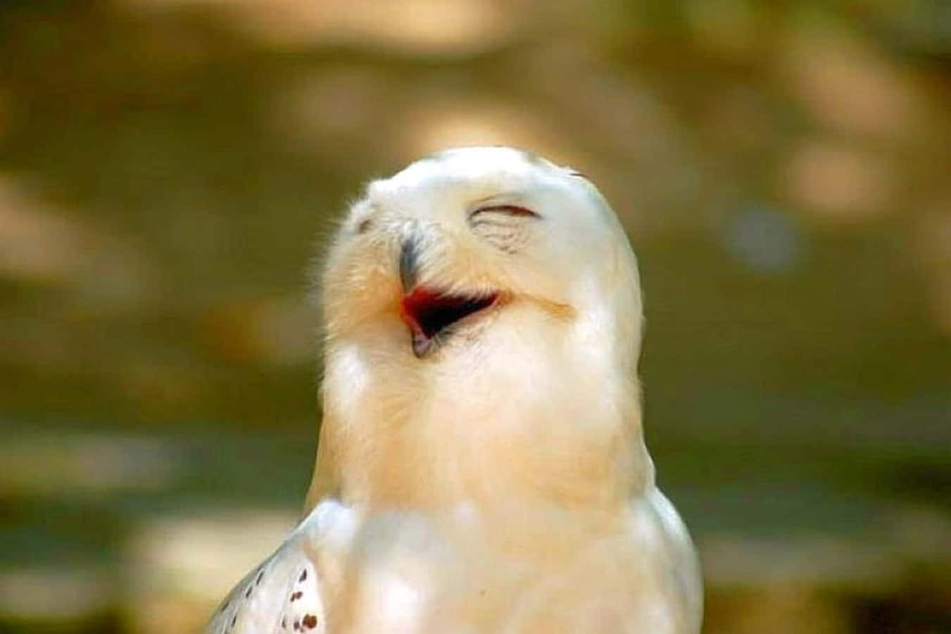 birds 桌布 壁紙 — 一隻雪鴞閉著眼睛、張開喙，在柔和自然光下看似在笑或打呵欠。