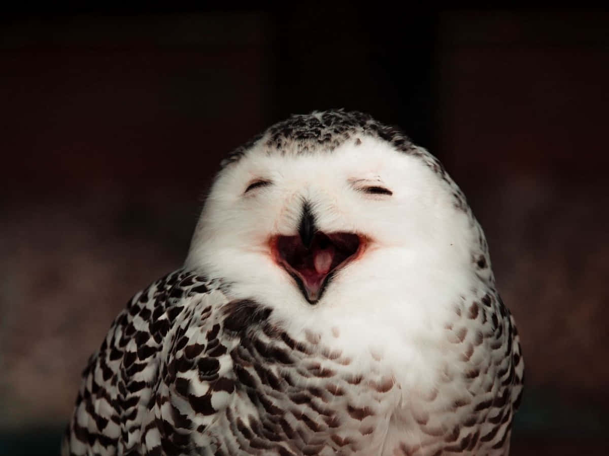 birds 桌布 壁紙 — 一隻雪鴞閉著眼睛張開喙打哈欠的特寫，背景為深色模糊。