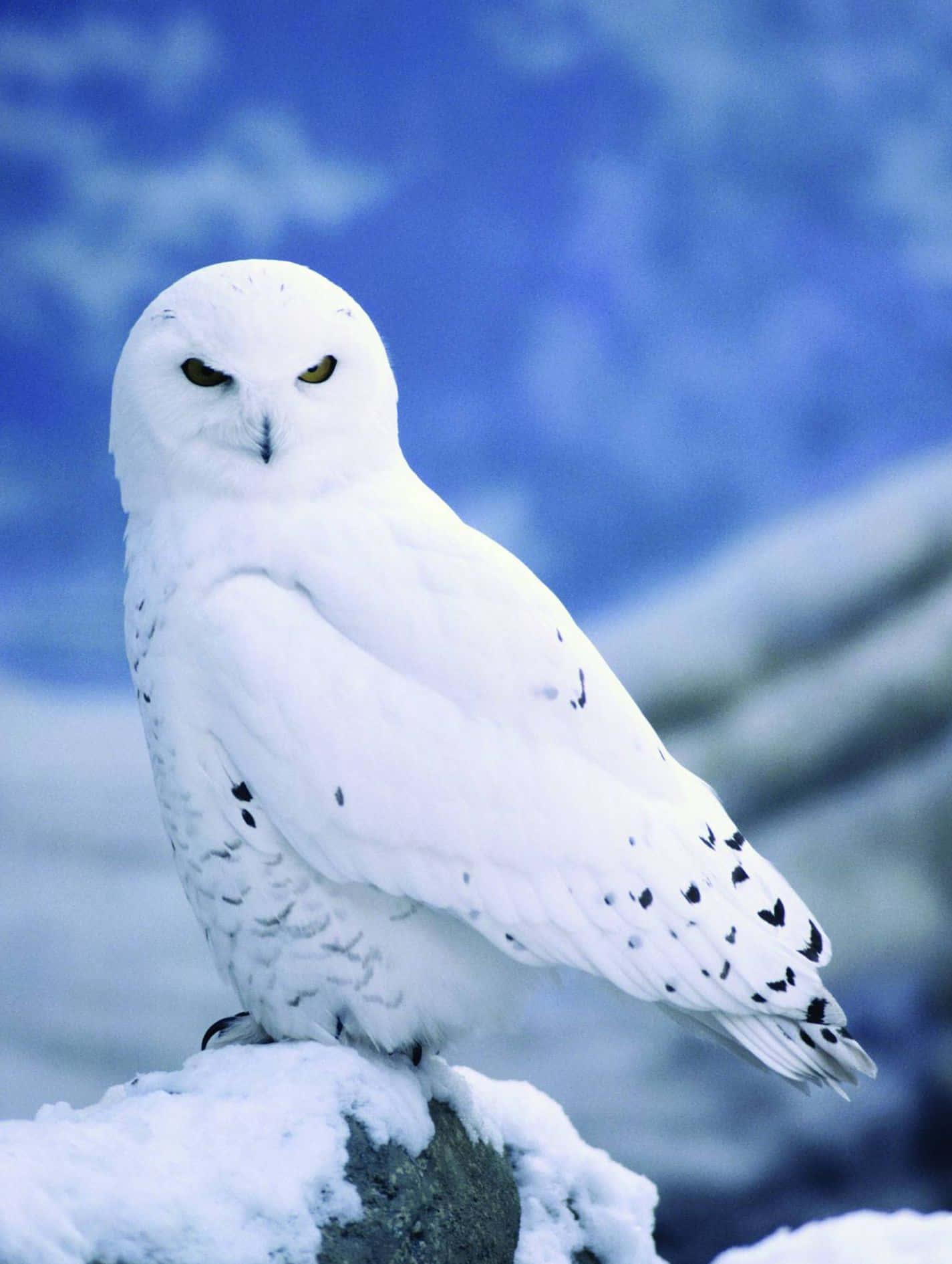 Snowy Owl 桌布 壁紙 — 一隻雪鴿威嚴地棲息在覆蓋著雪的岩石上，背景是模糊的冰藍色冬季景色。