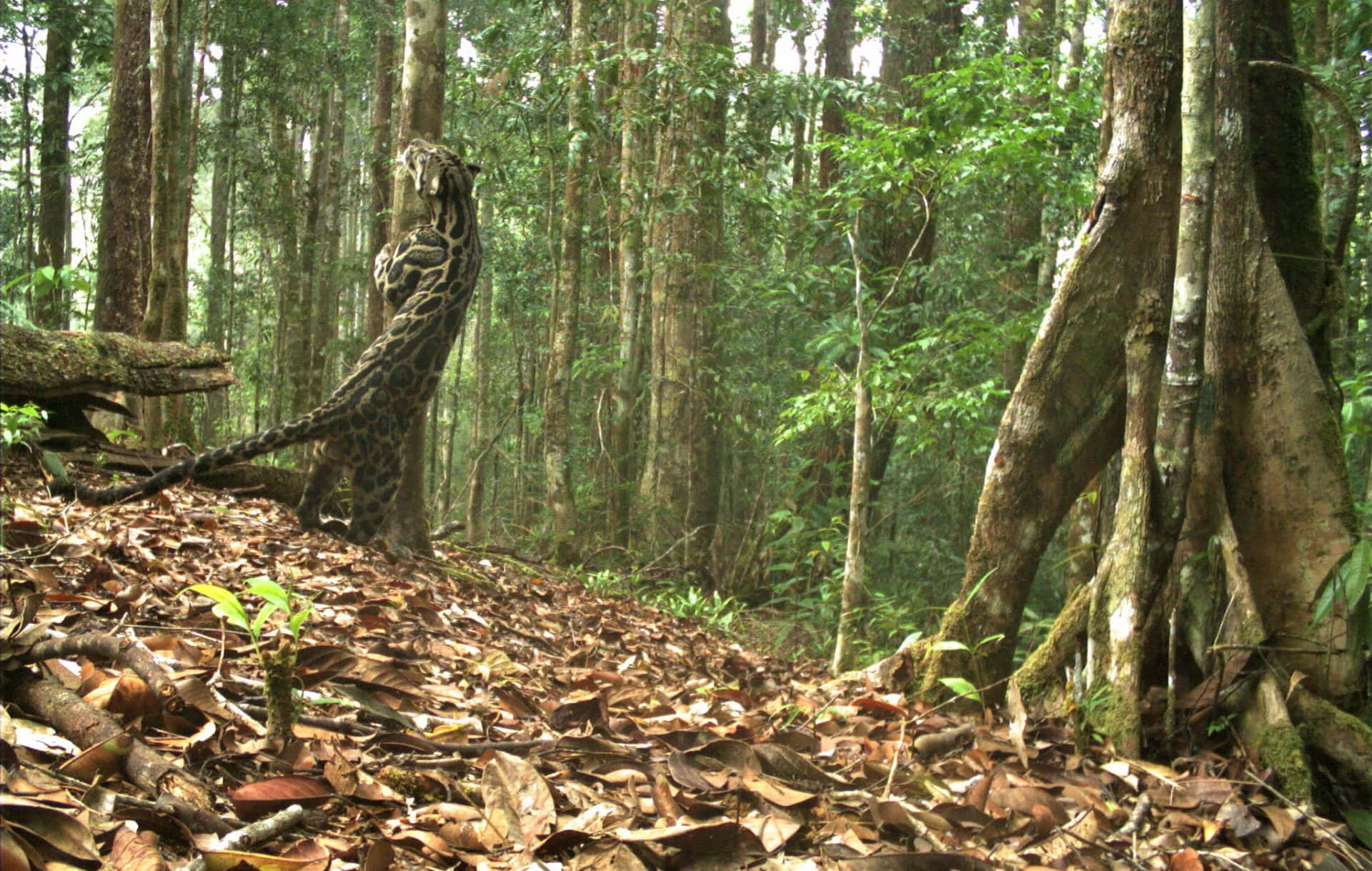 Forest Conservation 桌布 壁紙 — 一隻雲豹警覺地站在鋪滿落葉的森林地面上，周圍是高聳的樹木和茂密的綠色樹葉。