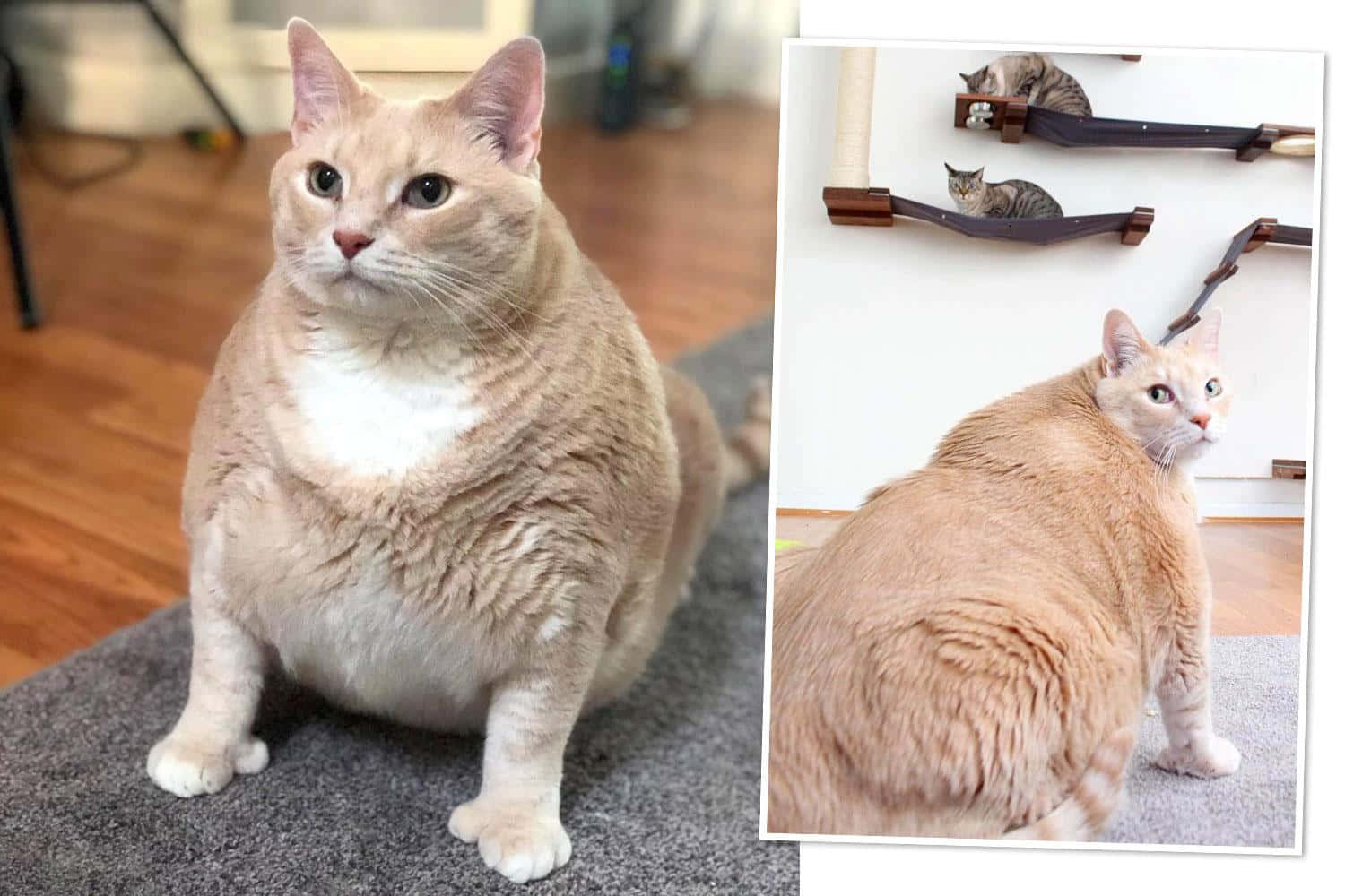 Fat Cat 桌布 壁紙 — 一隻非常超重的奶油色貓咪，白色胸部，坐在灰色地毯上向上看，而另一張照片顯示牠在貓架附近的背部。