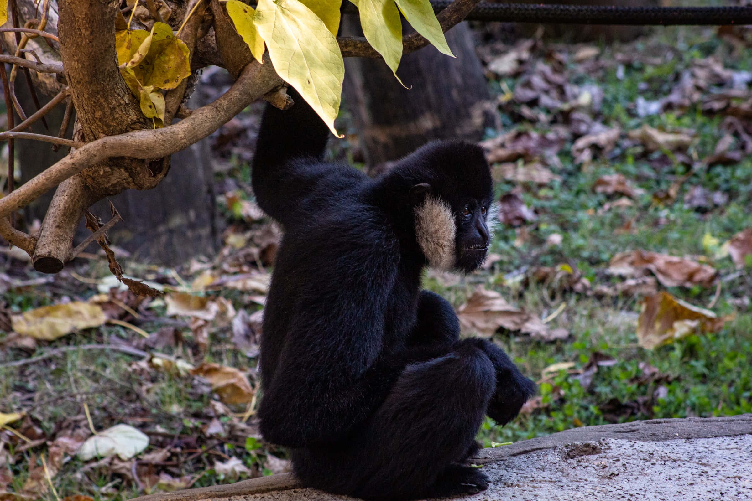 Ape 桌布 壁紙 — 一隻面部有白色毛髮的黑長臂猿，在森林圍欄內泛黃的樹葉下，平靜地坐在木頭上。