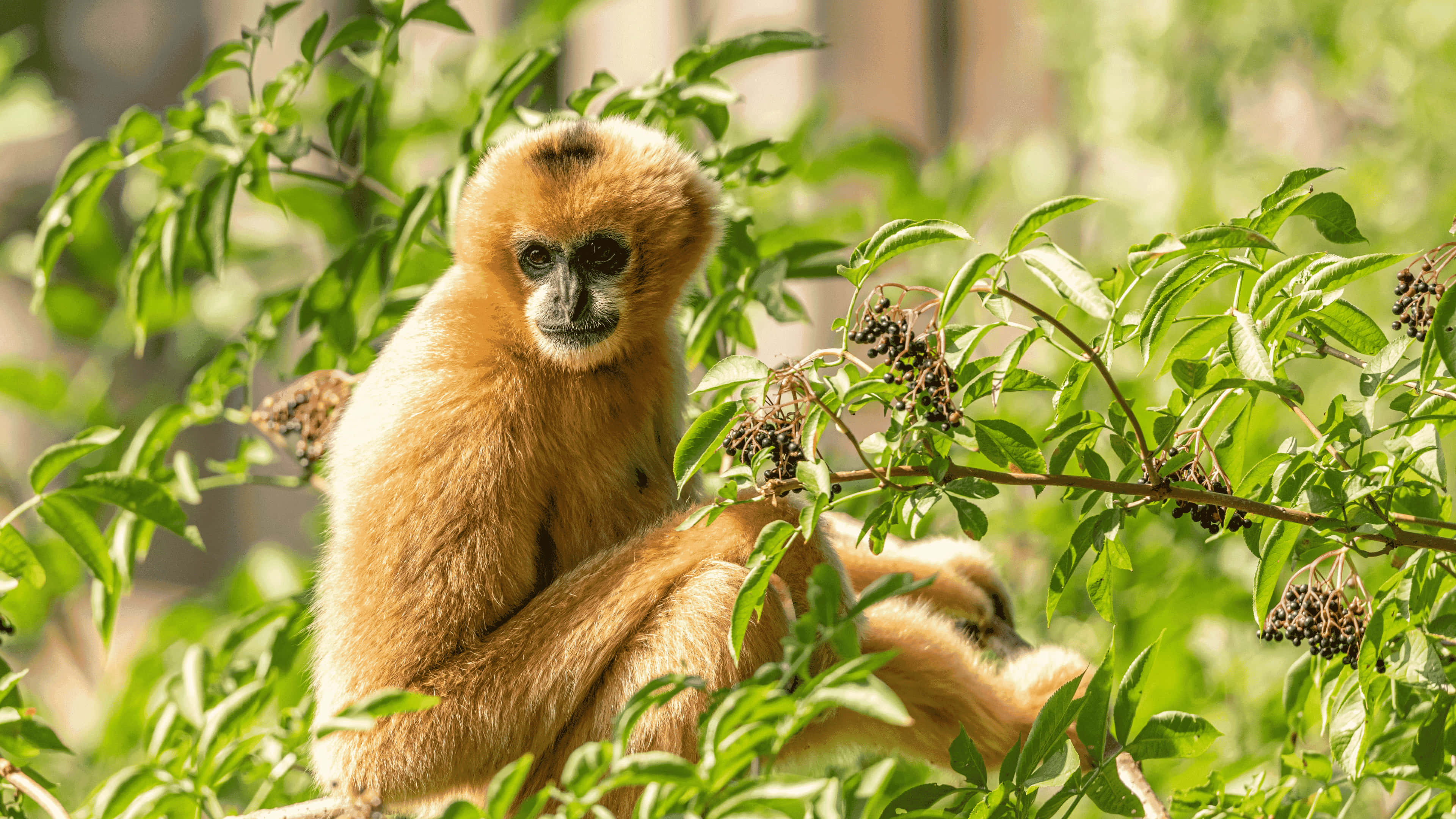 動物 桌布 壁紙 — 一隻面部深色的金色長臂猿在明亮的陽光下，平靜地坐在茂密的綠葉和深色漿果叢中。