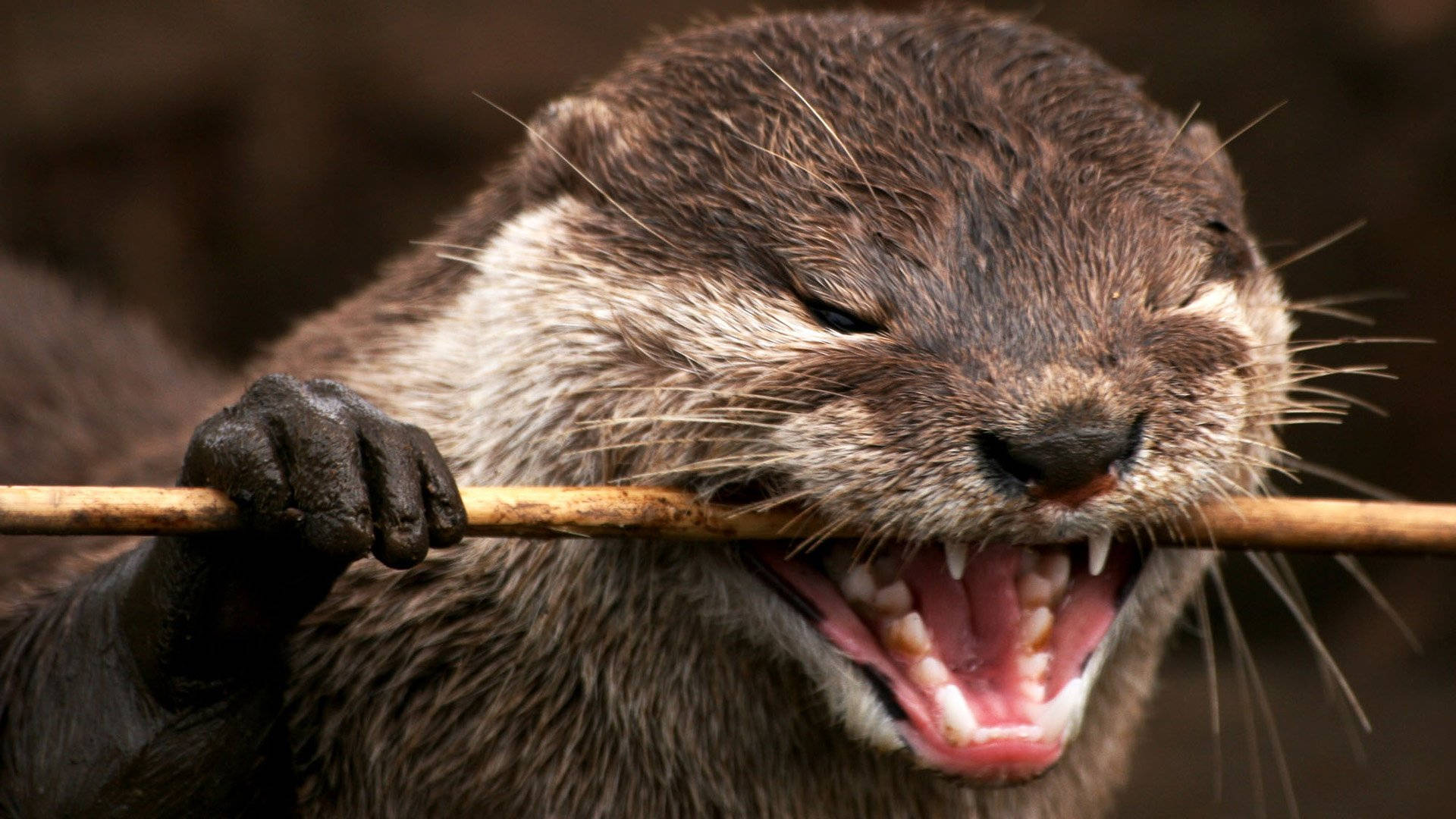 Otter 桌布 壁紙 — 一隻頑皮水獺用爪子抓住樹枝並張大嘴巴打呵欠露出牙齒的特寫。