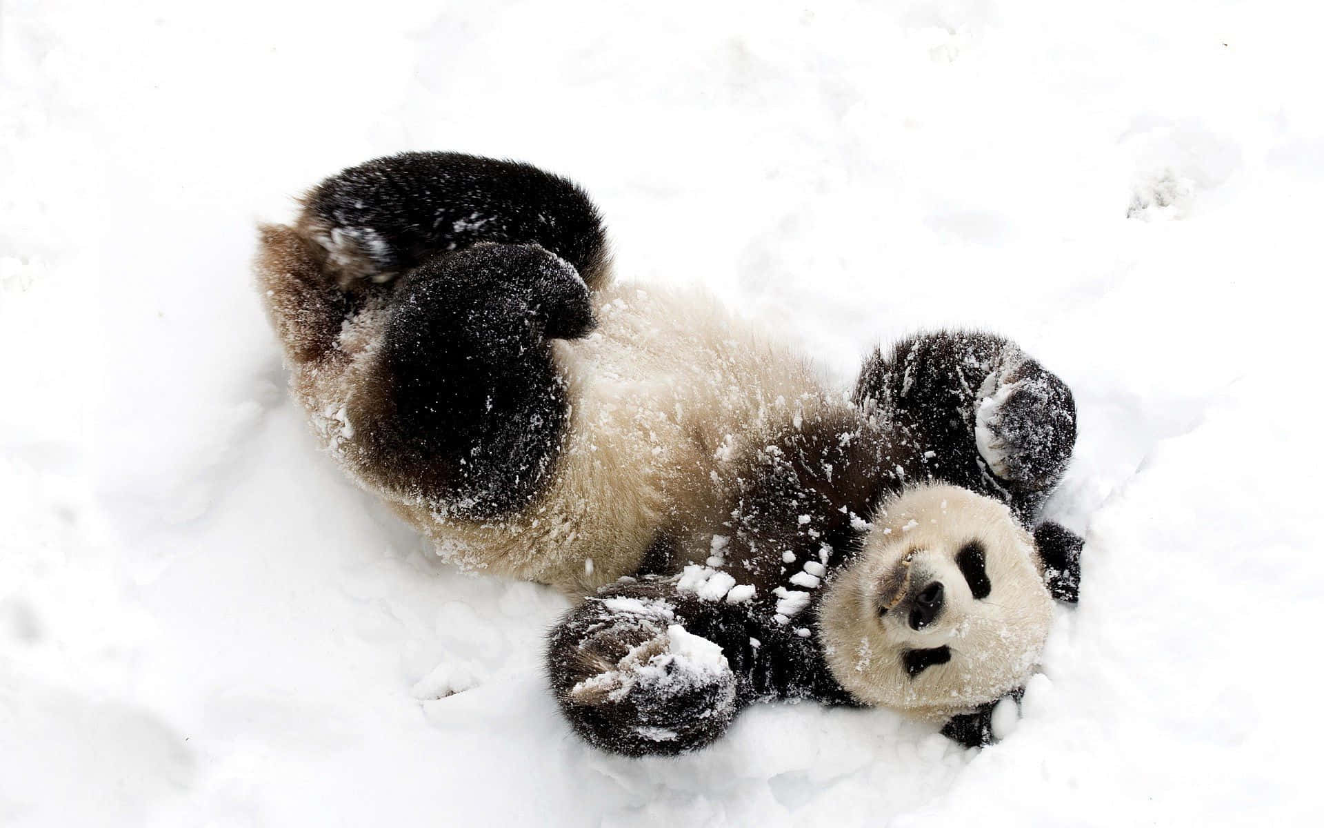 熊貓 桌布 壁紙 — 一隻頑皮的大熊貓在深雪中翻滾，雪花黏在牠的皮毛上。