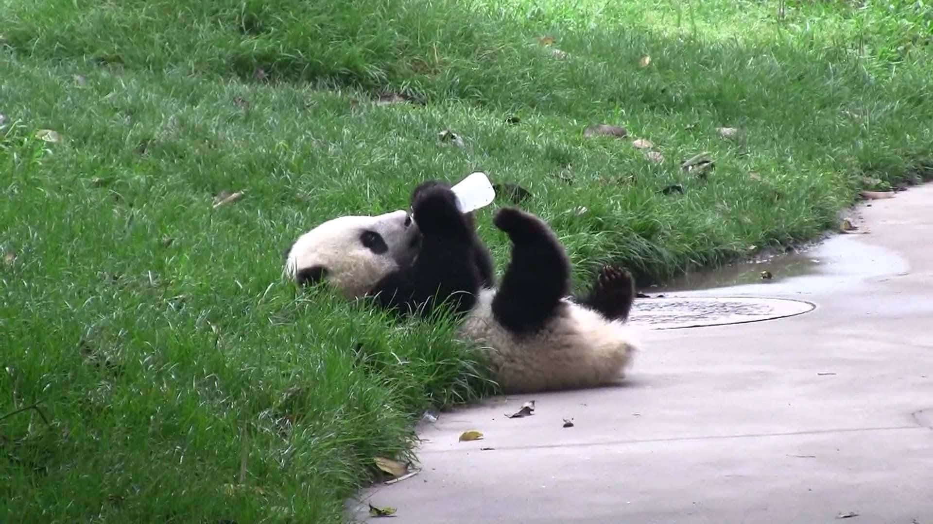 熊貓 桌布 壁紙 — 一隻頑皮的大熊貓在混凝土小徑旁邊的茂密綠草地上打滾，手持白色標籤。