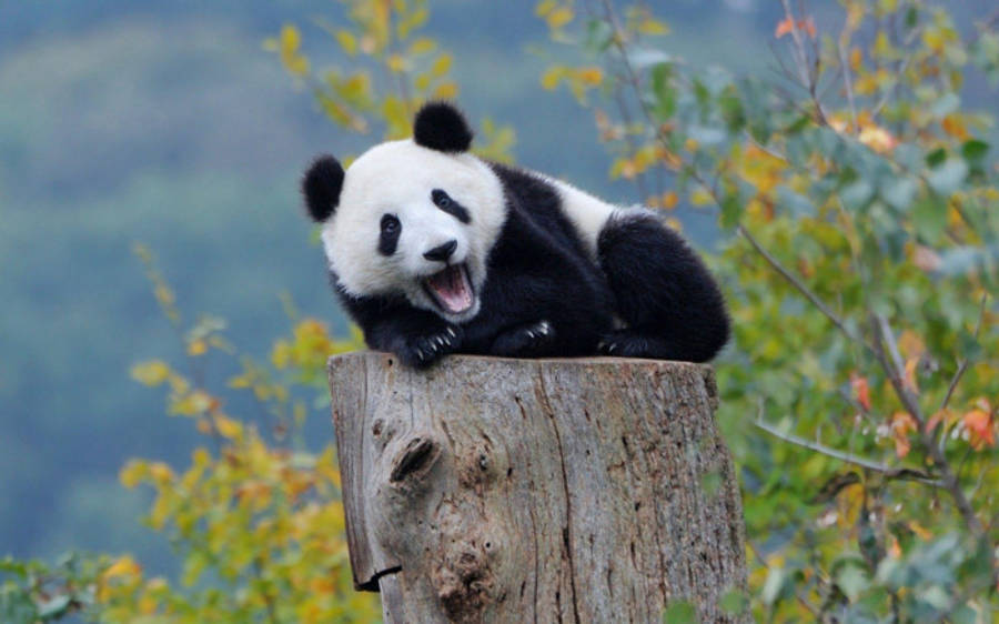 Beautiful Panda 桌布 壁紙 — 一隻頑皮的大熊貓幼崽棲息在風化的樹樁上，張開嘴巴在秋葉中愉快地打哈欠。