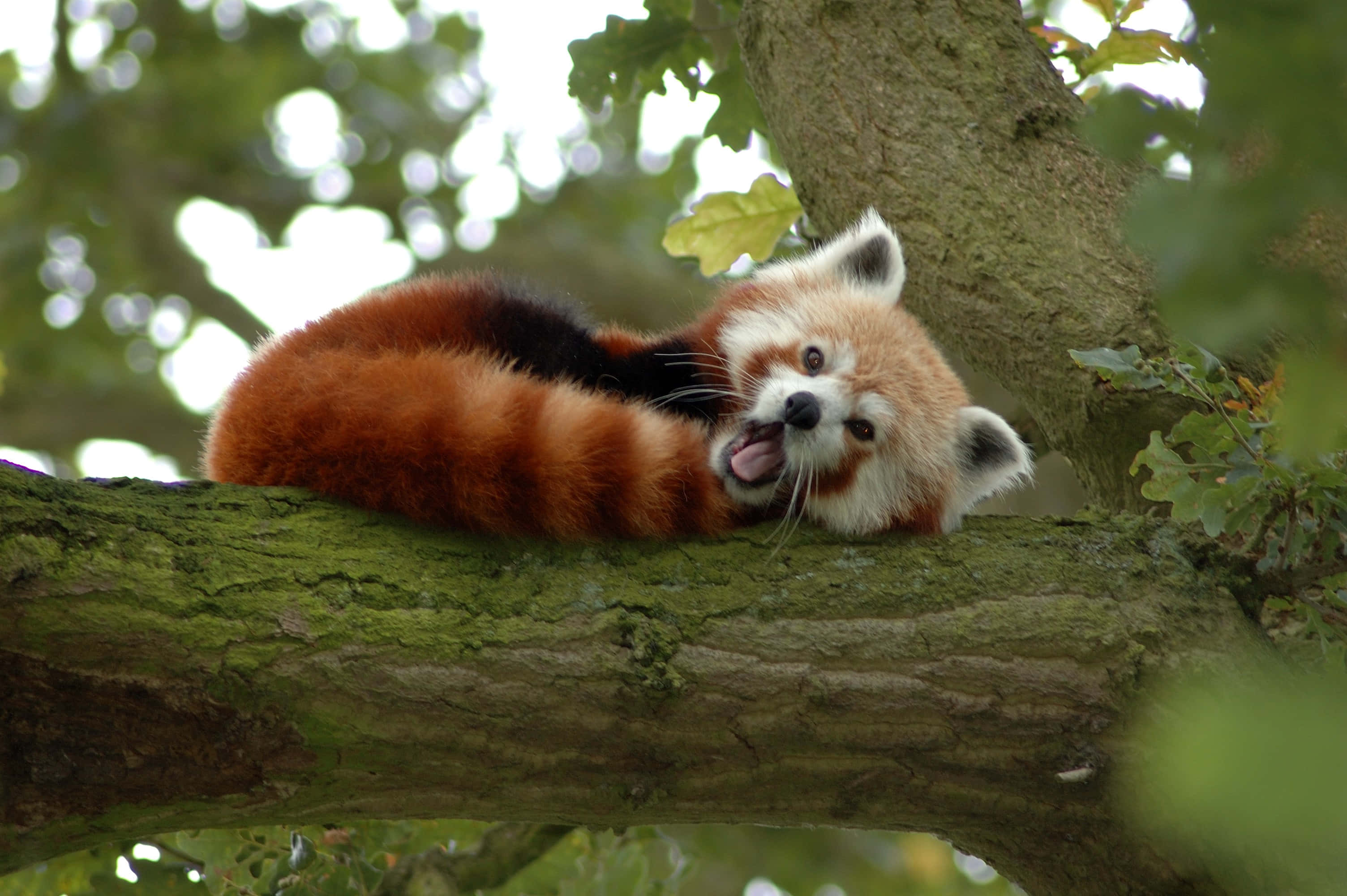 Red Panda 桌布 壁紙 — 一隻頑皮的小熊貓在長滿苔蘚的樹枝上伸舌頭休息，周圍是綠葉和斑駁的陽光。