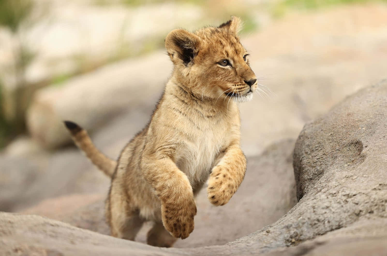 Baby Lion 桌布 壁紙 — 一隻頑皮的小獅子在岩石地形上騰空跳躍，帶著專注的強度和柔軟的金色毛髮。