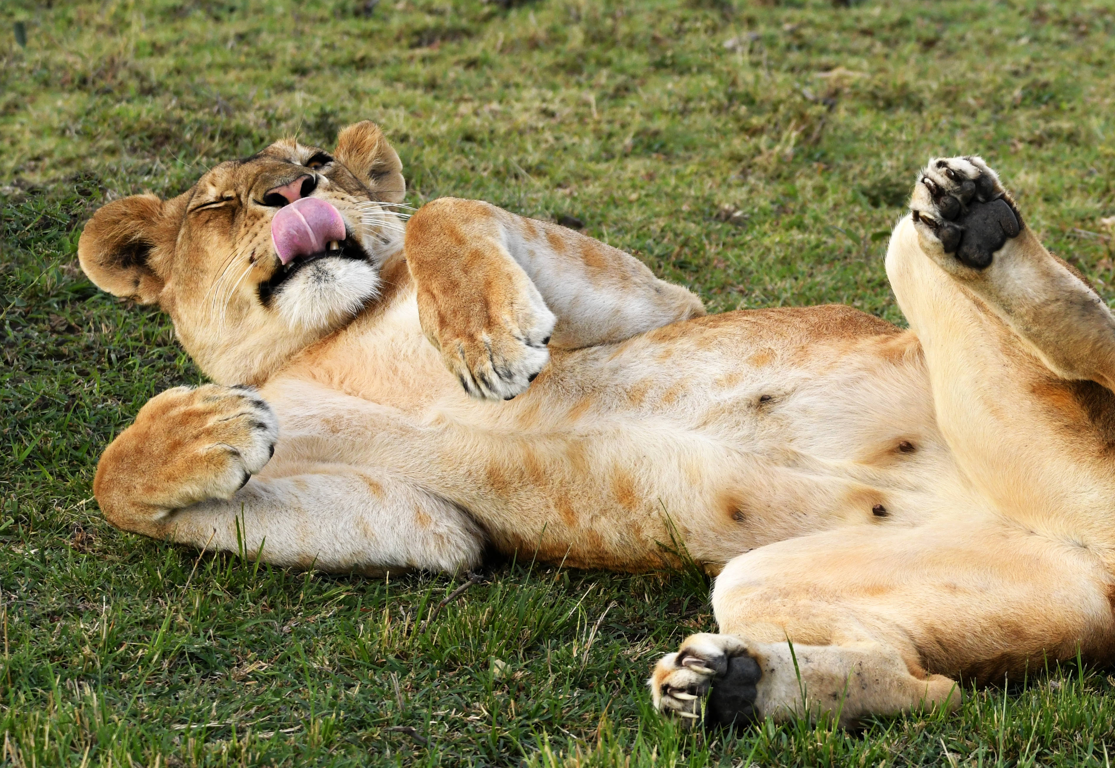 animals 桌布 壁紙 — 一隻頑皮的小獅子在綠色草地上打滾，舔著鼻子，表情歡快。