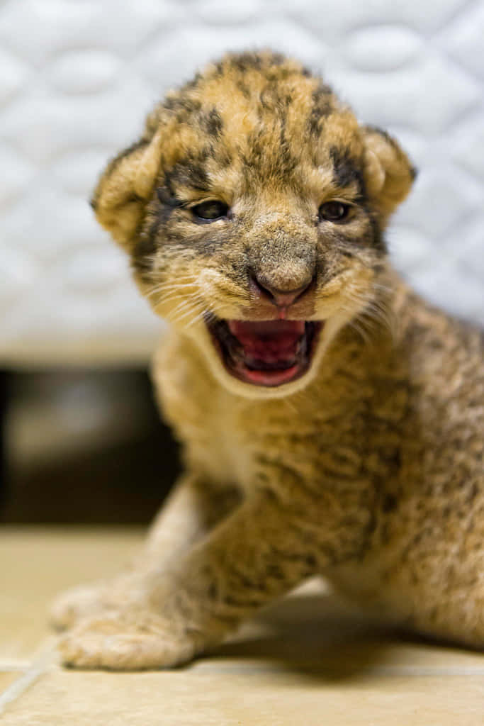 Baby Lion 桌布 壁紙 — 一隻頑皮的小獅子正在打大哈欠的特寫，背景是柔和的紋理。