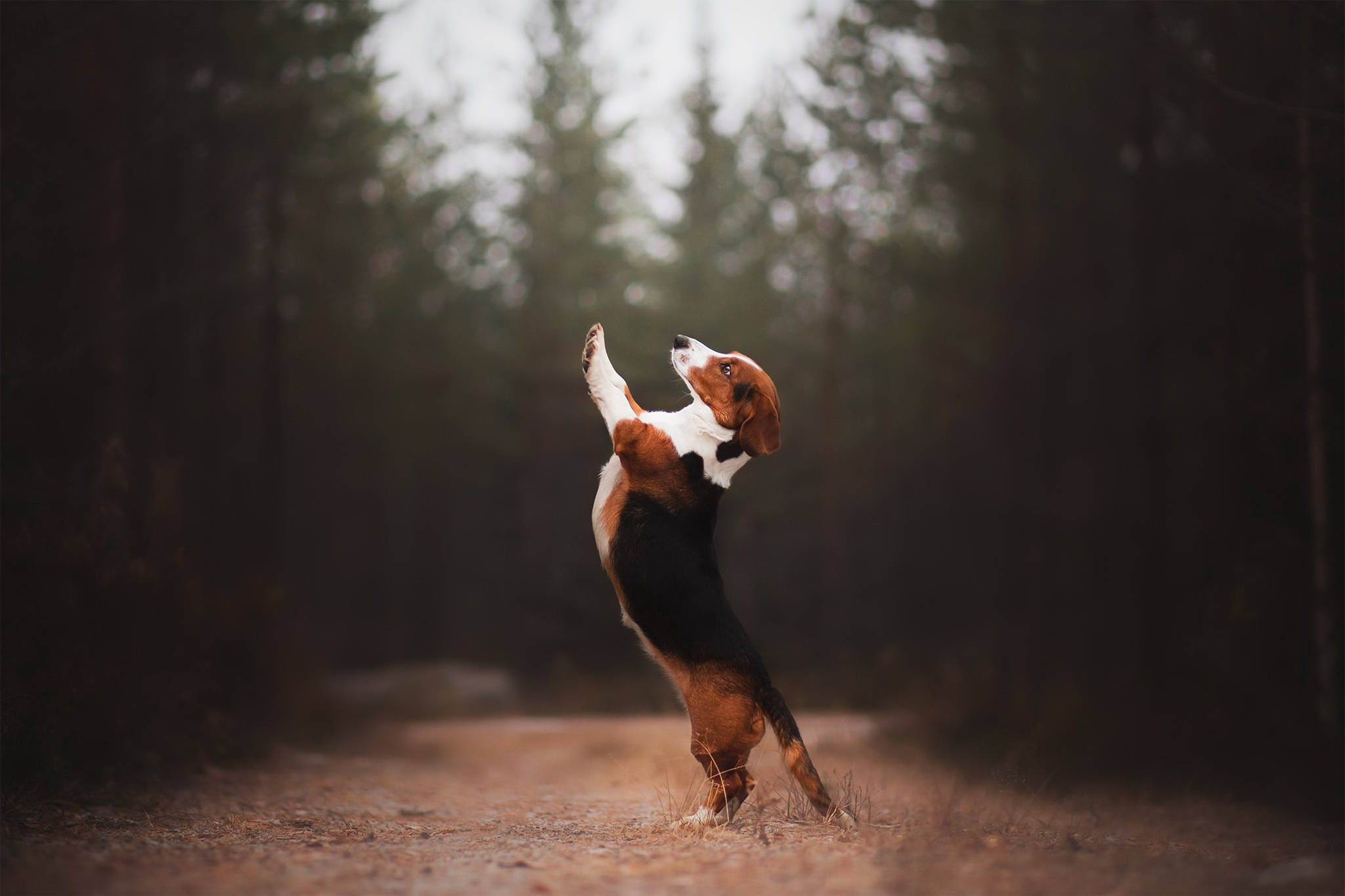 米格魯 桌布 壁紙 — 一隻頑皮的巴吉度獵犬在沐浴著柔和金色光芒的森林小徑上，用後腿站立並伸出前爪。