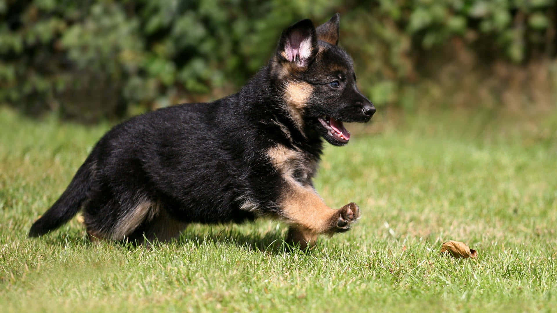 German Shepherd 桌布 壁紙 — 一隻頑皮的德國牧羊犬幼犬在明亮的日光下，以歡樂的能量在鮮綠的草地上跳躍。