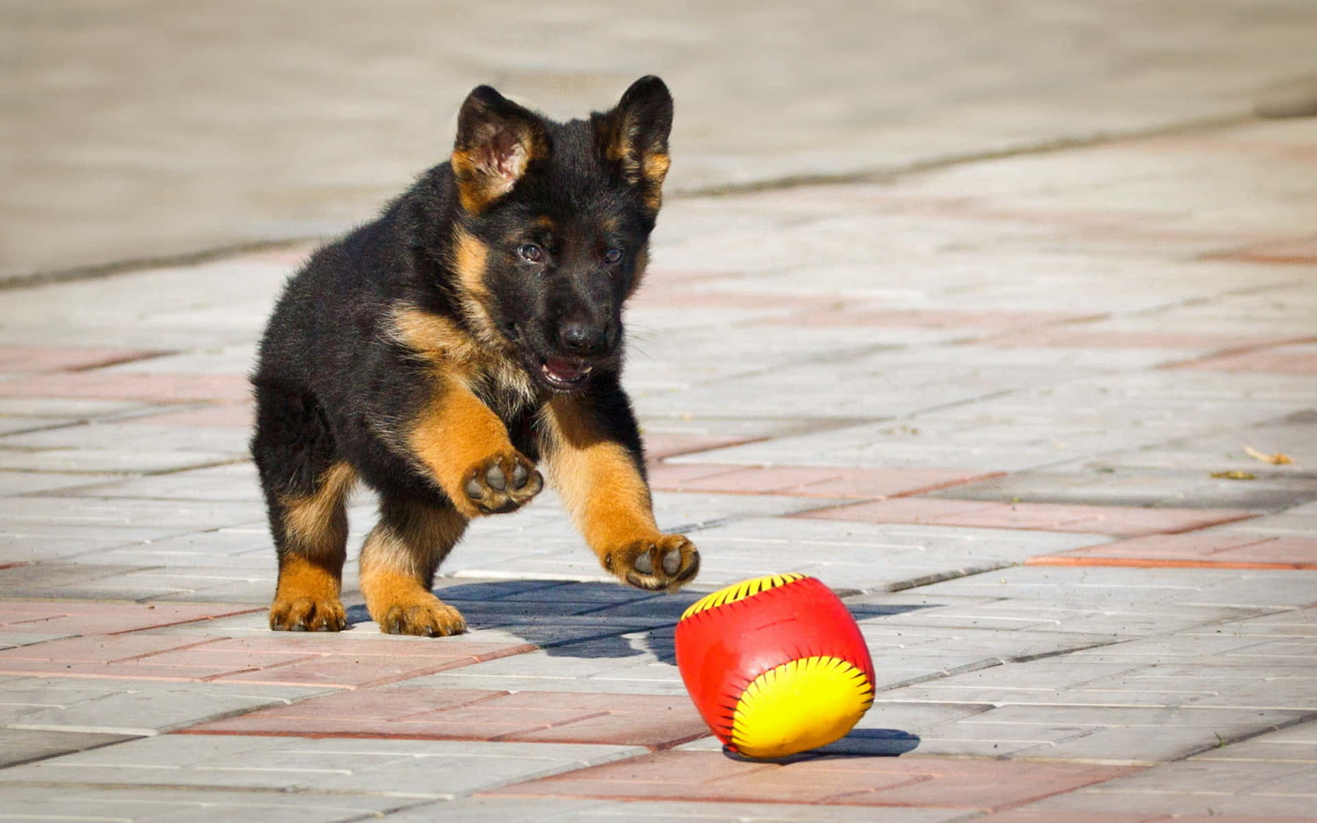 German Shepherd 桌布 壁紙 — 一隻頑皮的德國牧羊犬幼犬在陽光普照的磚砌路面上撲向一個紅黃相間的球。