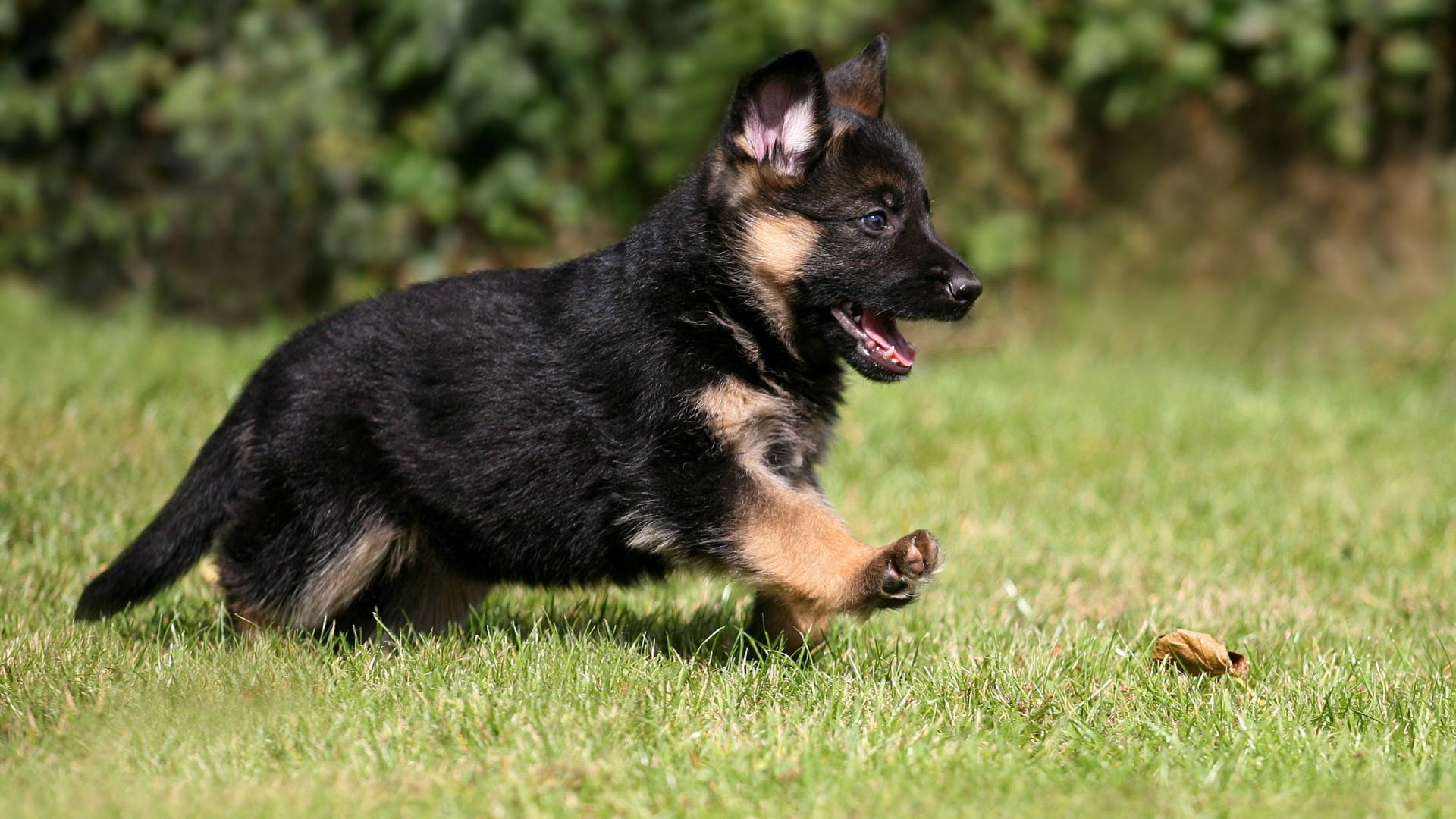 German 桌布 壁紙 — 一隻頑皮的德國牧羊犬幼犬在陽光照耀的草地上歡快地奔跑，伸出舌頭，眼睛明亮。