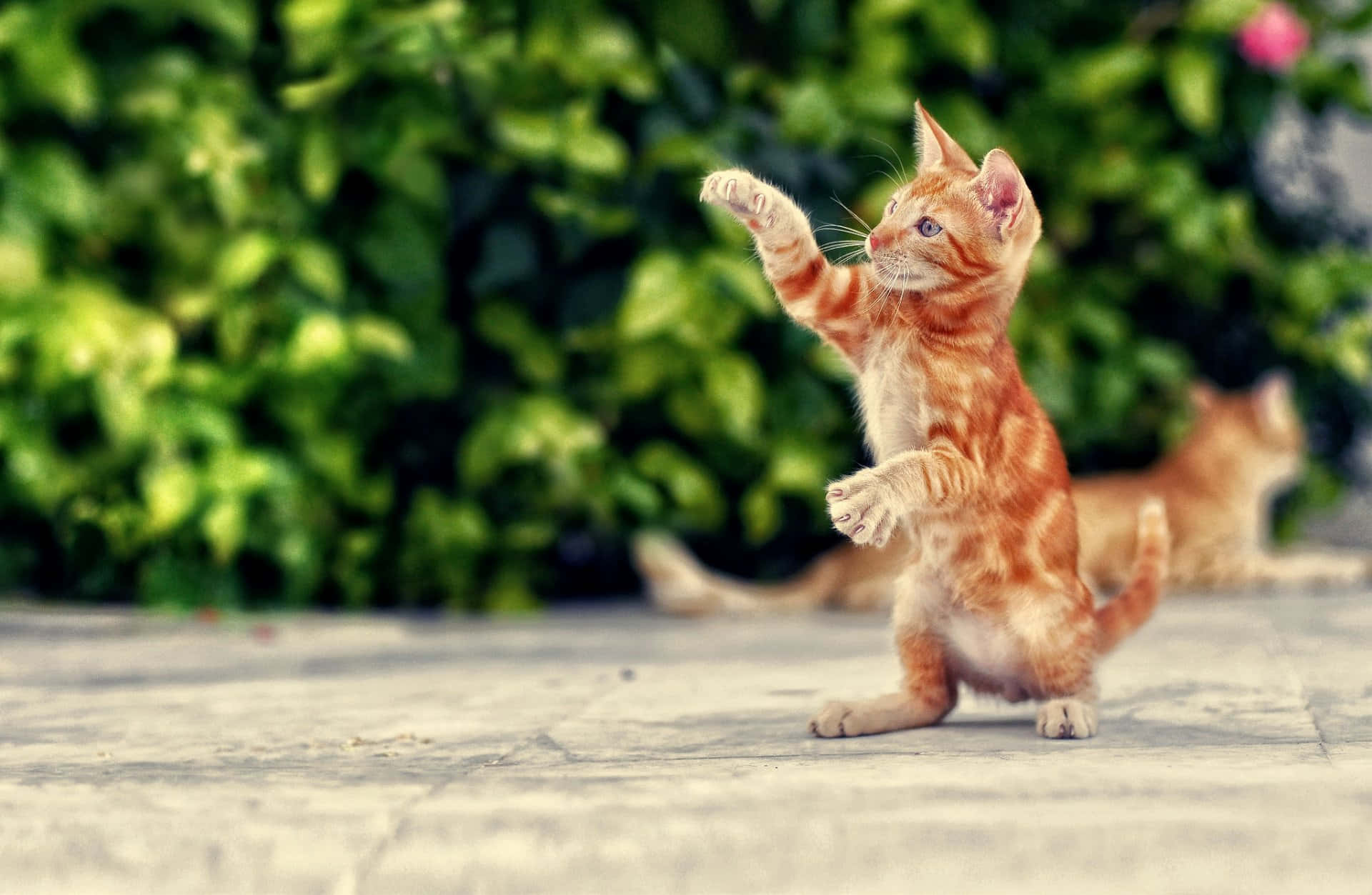 Dancing Cat 桌布 壁紙 — 一隻頑皮的橙色虎斑小貓用後腿站立，一隻爪子伸向模糊的綠色樹葉背景。