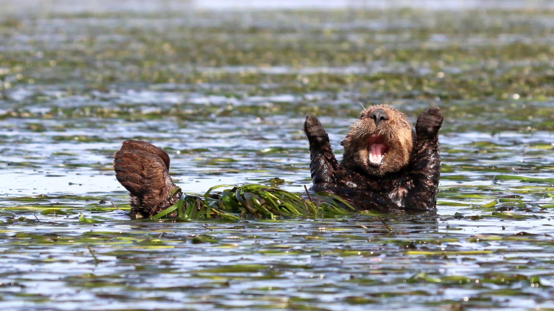 Otter 桌布 壁紙 — 一隻頑皮的海獺在充滿海藻的水中仰面漂浮，爪子抬起，嘴巴張開，露出喜悅的表情。
