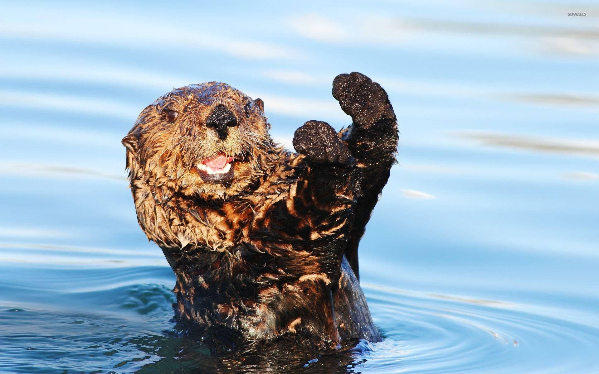 Otter 桌布 壁紙 — 一隻頑皮的海獺從清澈的藍色海水中冒出，一隻爪子舉起，做出歡快的姿勢。