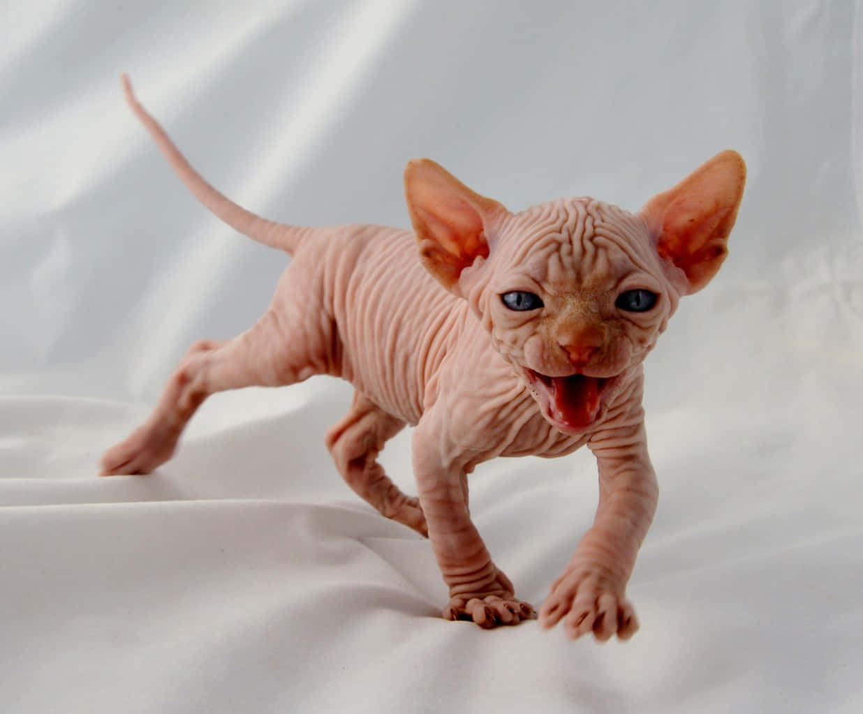 Canadian Sphynx 桌布 壁紙 — 一隻頑皮的無毛斯芬克斯小貓，擁有明亮的藍色眼睛和粉紅色皮膚，在柔軟的白色布料背景上快樂地奔跑。