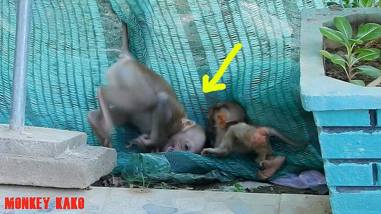 Baby Monkey 桌布 壁紙 — 一隻頑皮的猴子跳過兩隻正在休息的猴寶寶，牠們蜷縮在藍色花盆旁的藍綠色網布上。