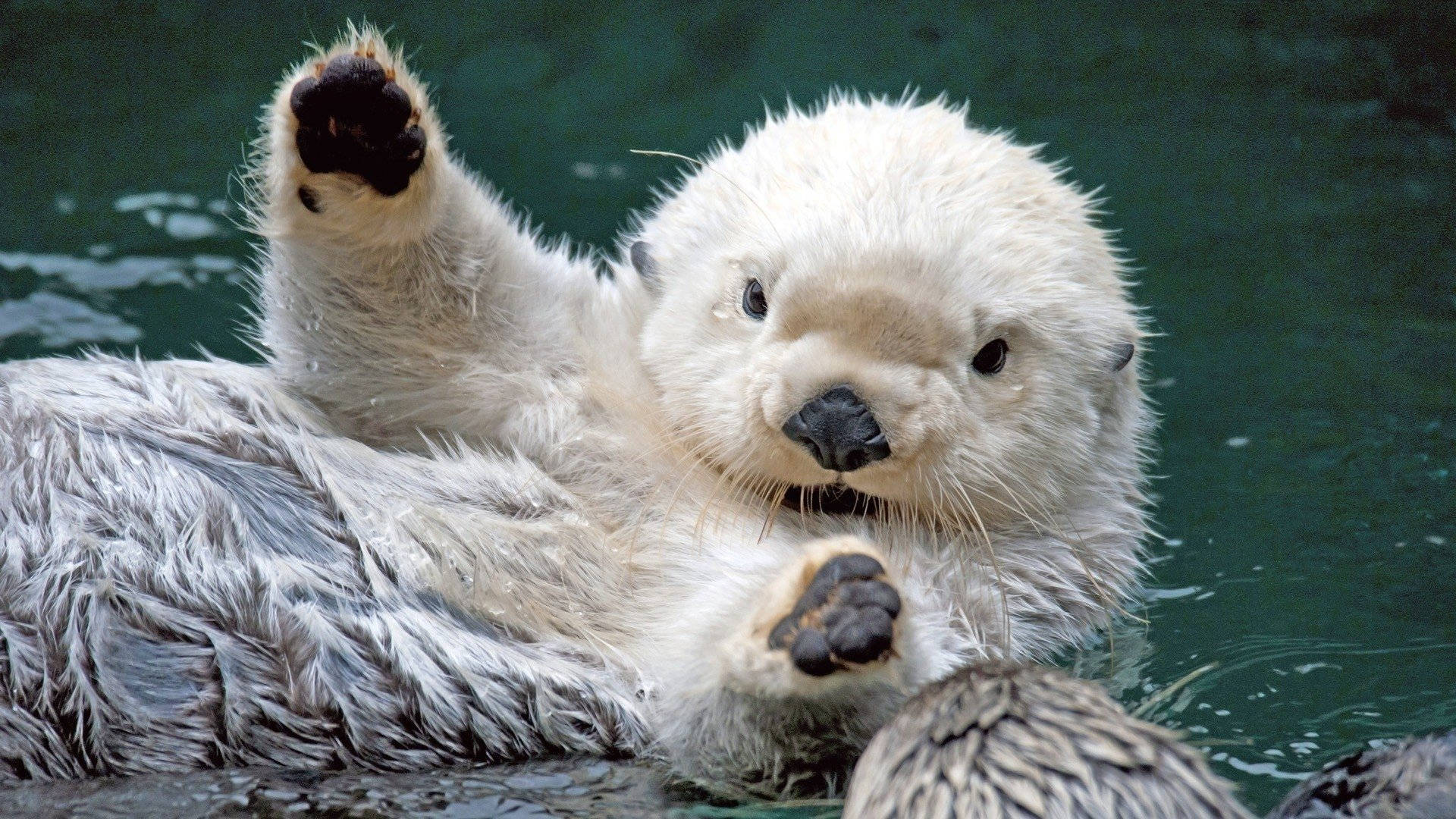 Otter 桌布 壁紙 — 一隻頑皮的白水獺仰躺在綠色的水中，向鏡頭揮動一隻爪子。