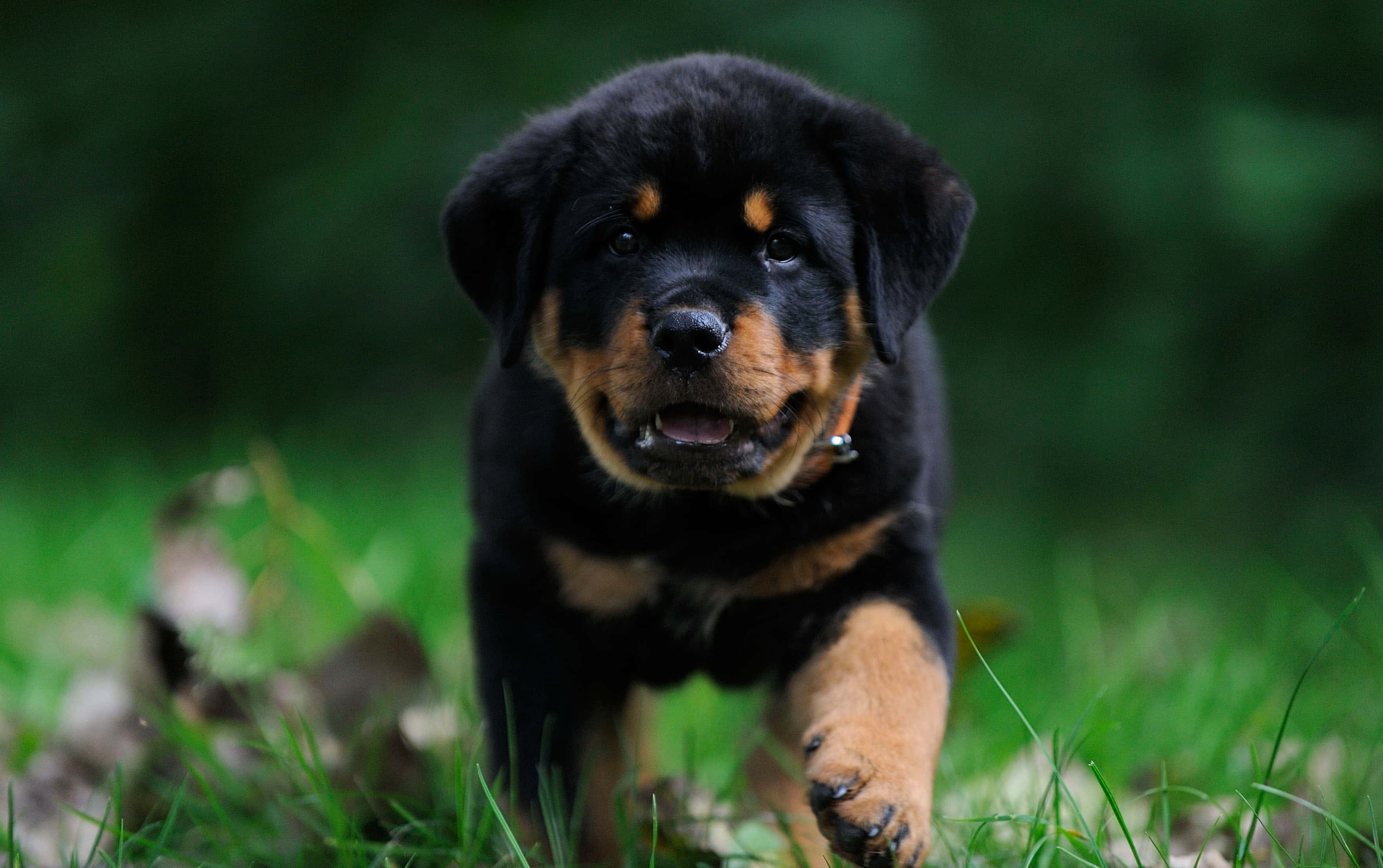 羅威那犬 桌布 壁紙 — 一隻頑皮的羅威納幼犬，擁有黑色和棕褐色毛髮，帶著快樂的表情在充滿活力的綠草中奔跑。