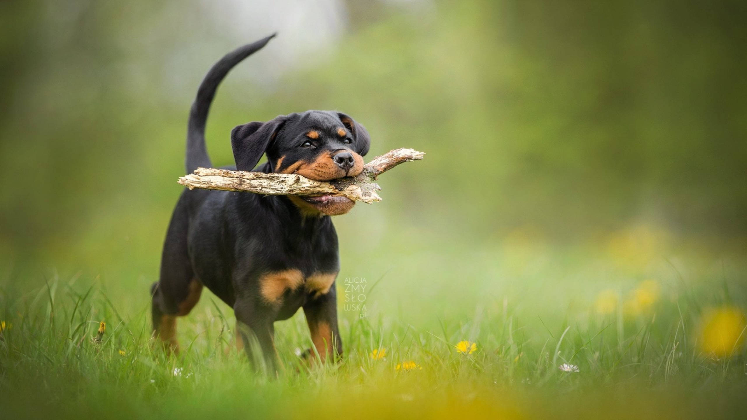 羅威那犬 桌布 壁紙 — 一隻頑皮的羅威納幼犬站在陽光明媚的草地上，嘴裡叼著一根粗樹枝，表情歡快。