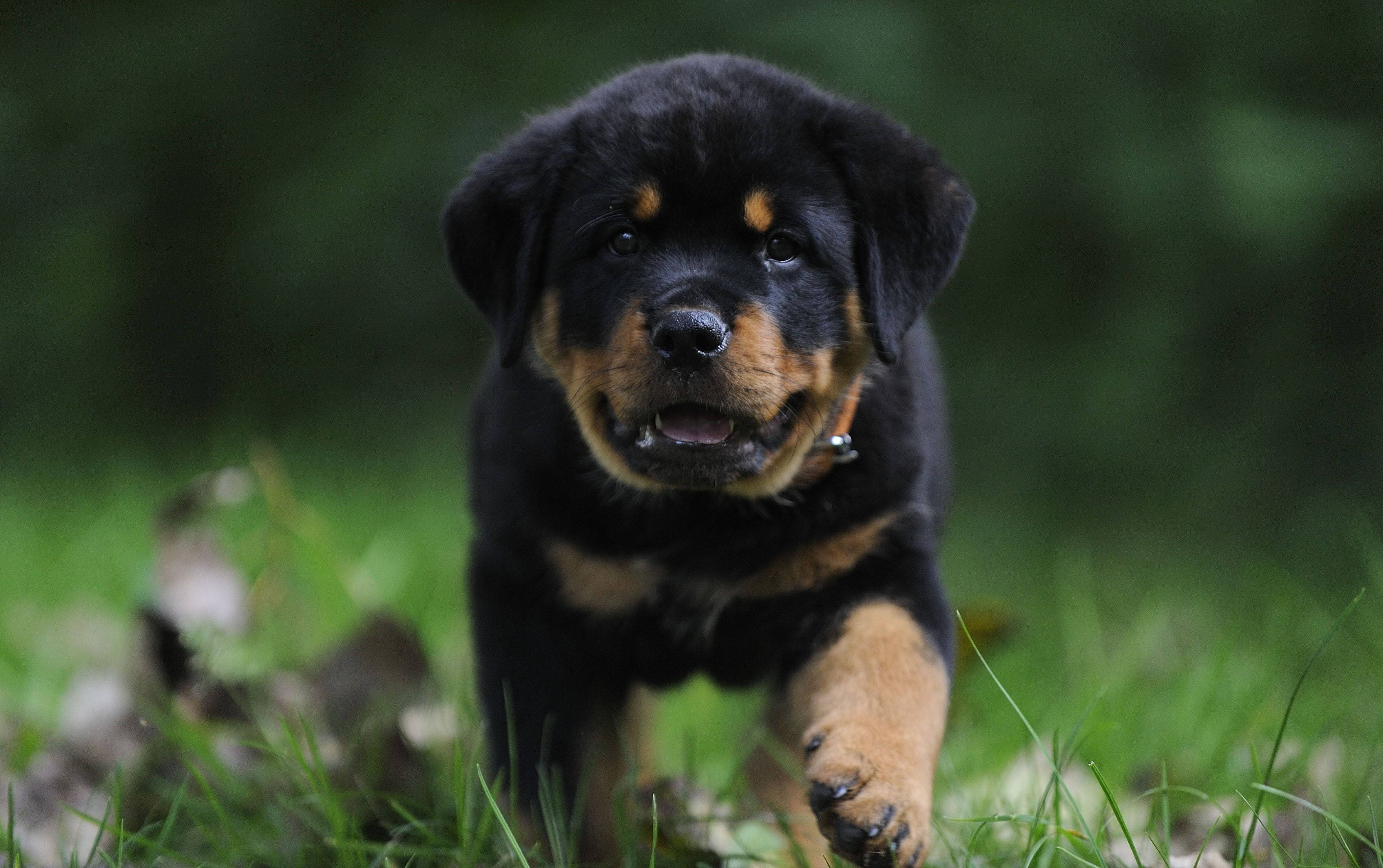 狗 桌布 壁紙 — 一隻頑皮的羅威納犬幼犬，擁有黑色和棕褐色毛髮，帶著快樂的表情在充滿活力的綠色草地上奔跑。
