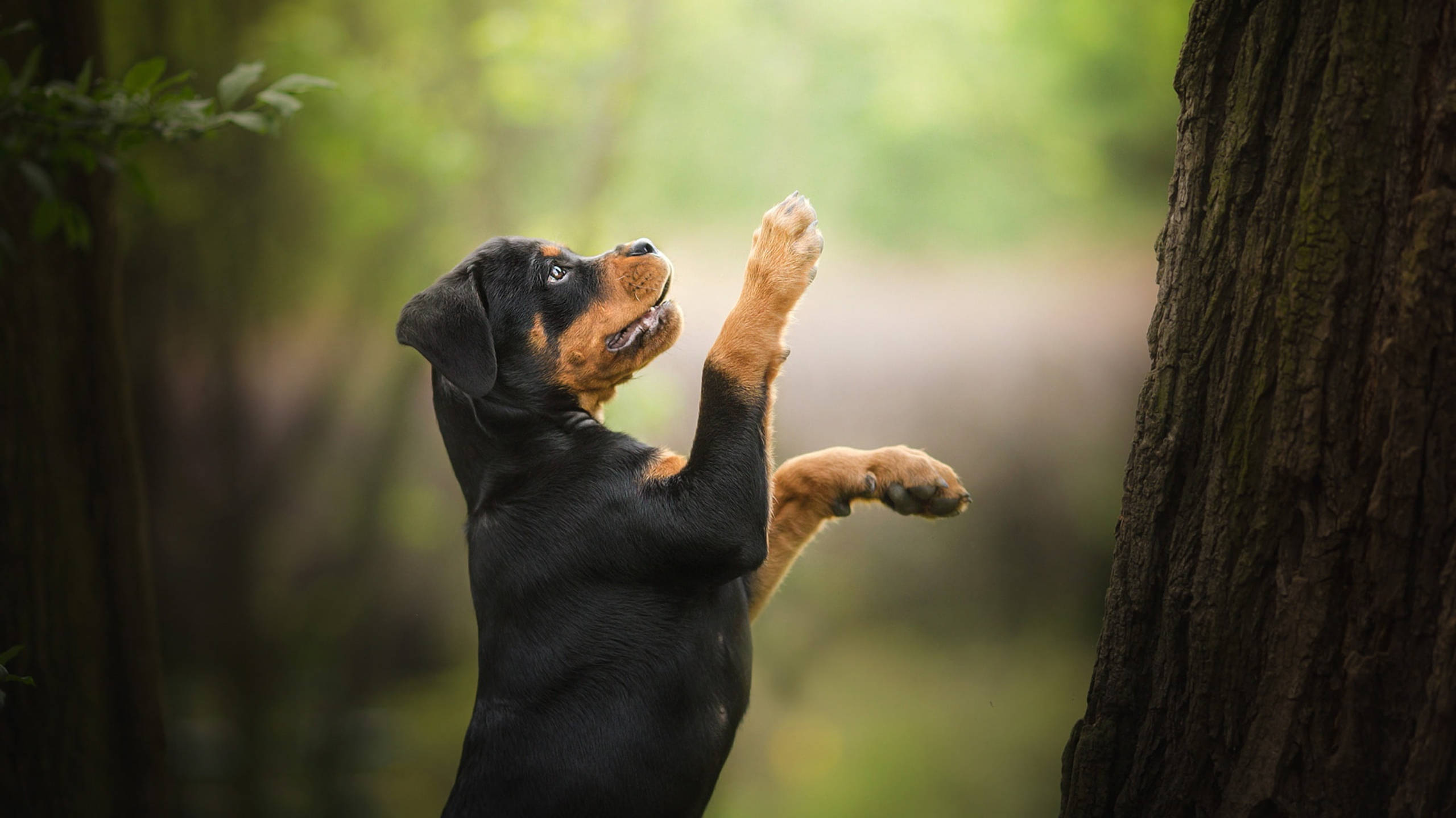 羅威那犬 桌布 壁紙 — 一隻頑皮的羅威那幼犬用後腿站立，在陽光明媚的森林中伸出爪子朝向一棵樹。