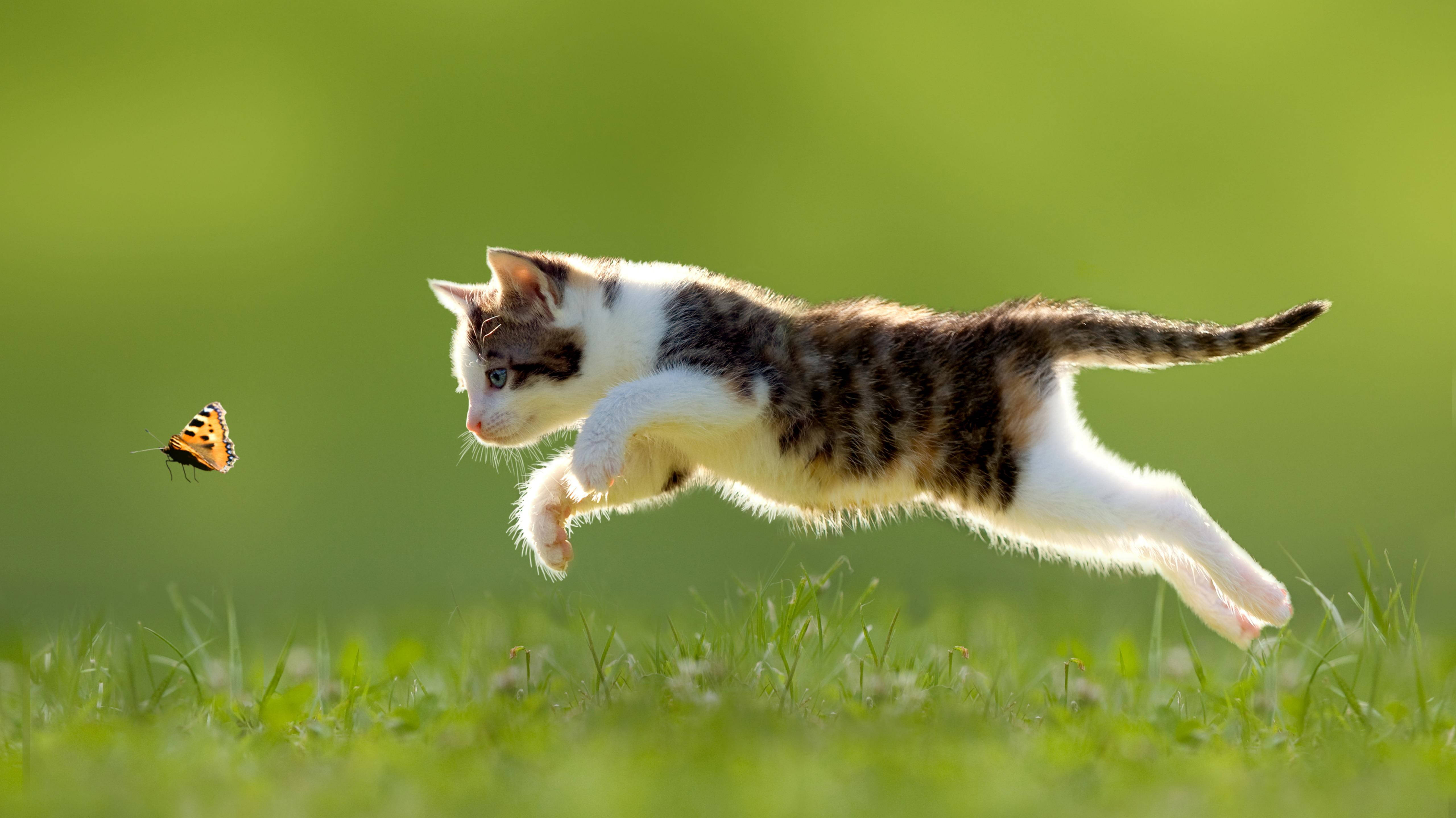 Cute Cat HD 桌布 壁紙 — 一隻頑皮的虎斑小貓跳過充滿活力的綠草，追逐一隻色彩繽紛的橙色蝴蝶。