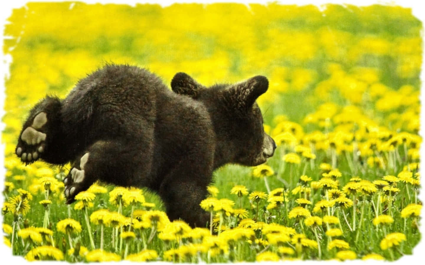 動物 桌布 壁紙 — 一隻頑皮的黑熊幼崽在晴朗的日子裡跳過一片充滿活力的黃色蒲公英田野。