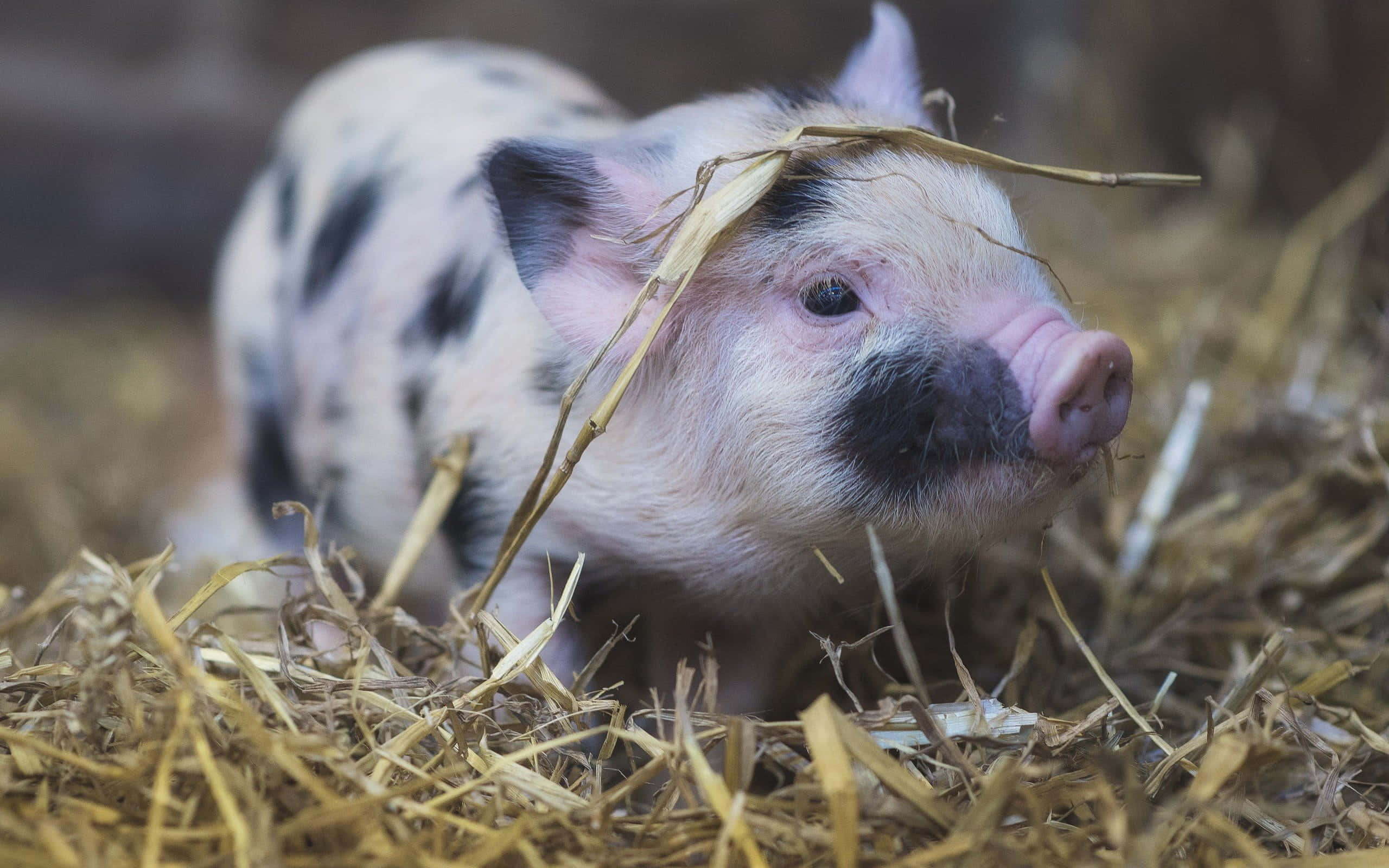 Piggy 桌布 壁紙 — 一隻頭上有稻草的花斑小豬躺在金色乾草床上，好奇地看著鏡頭。